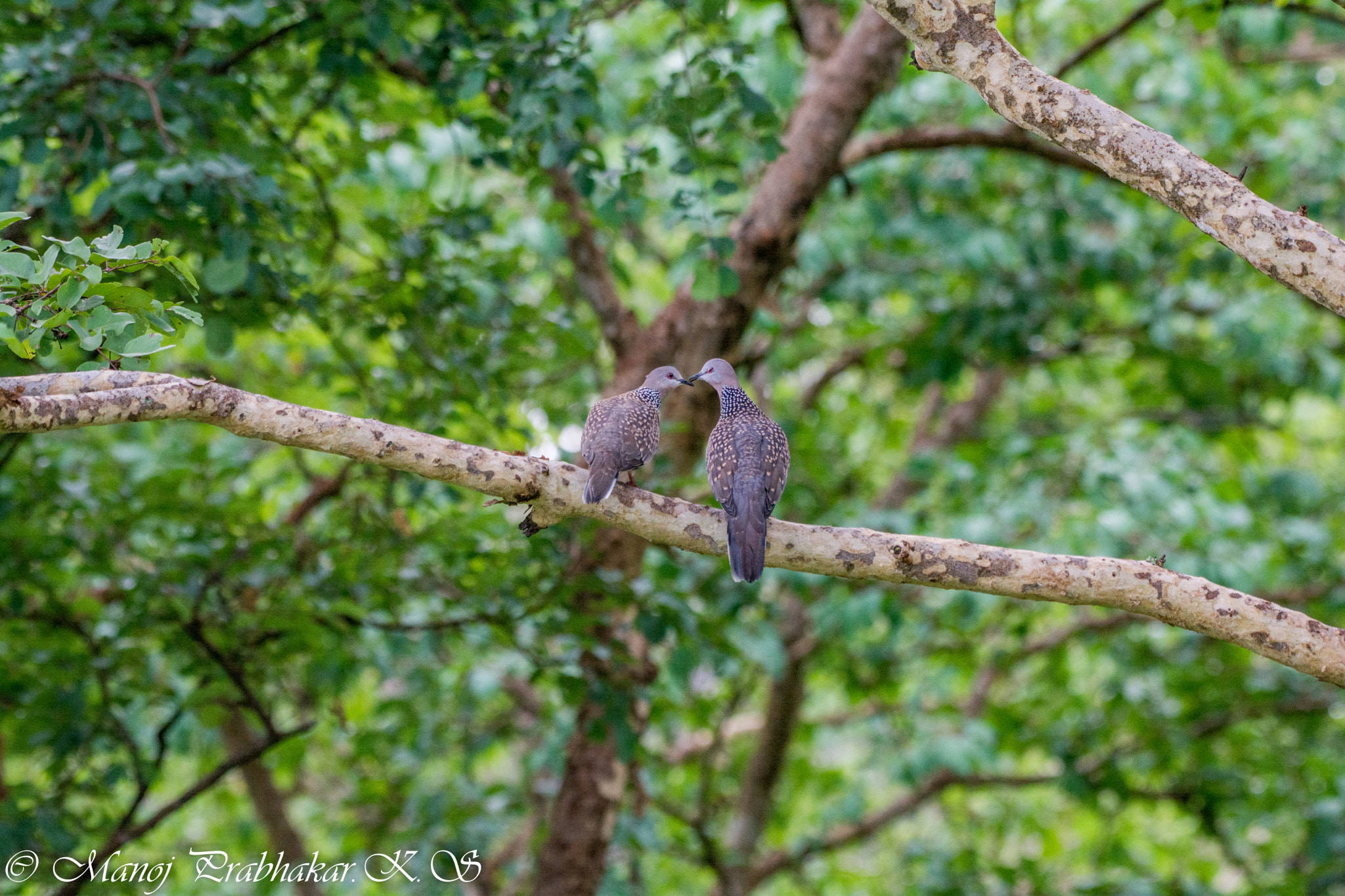 Nikon AF-S Nikkor 200-500mm F5.6E ED VR sample photo. Unconditonal love photography