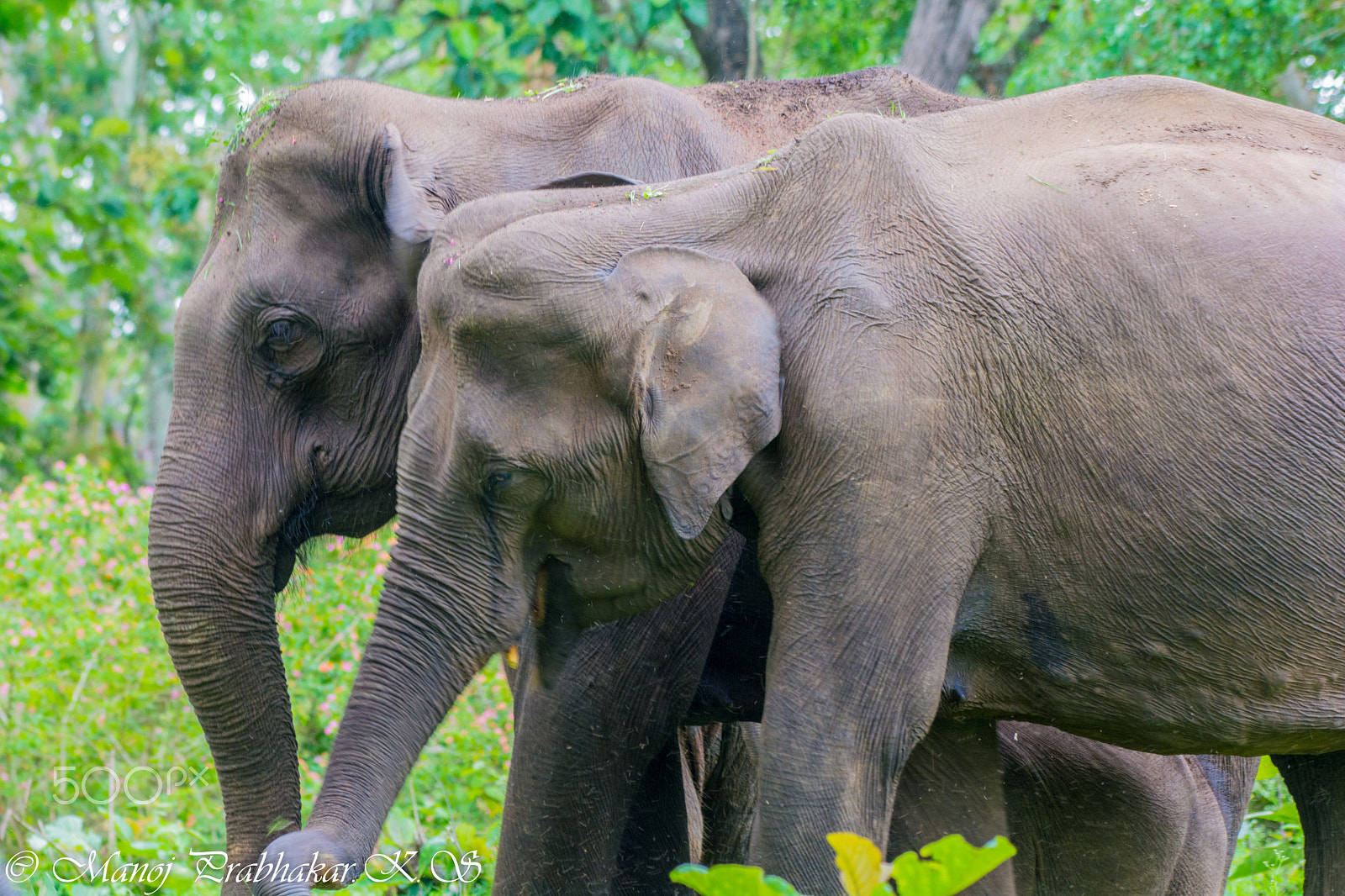Nikon AF-S Nikkor 200-500mm F5.6E ED VR sample photo. Wild elephant photography