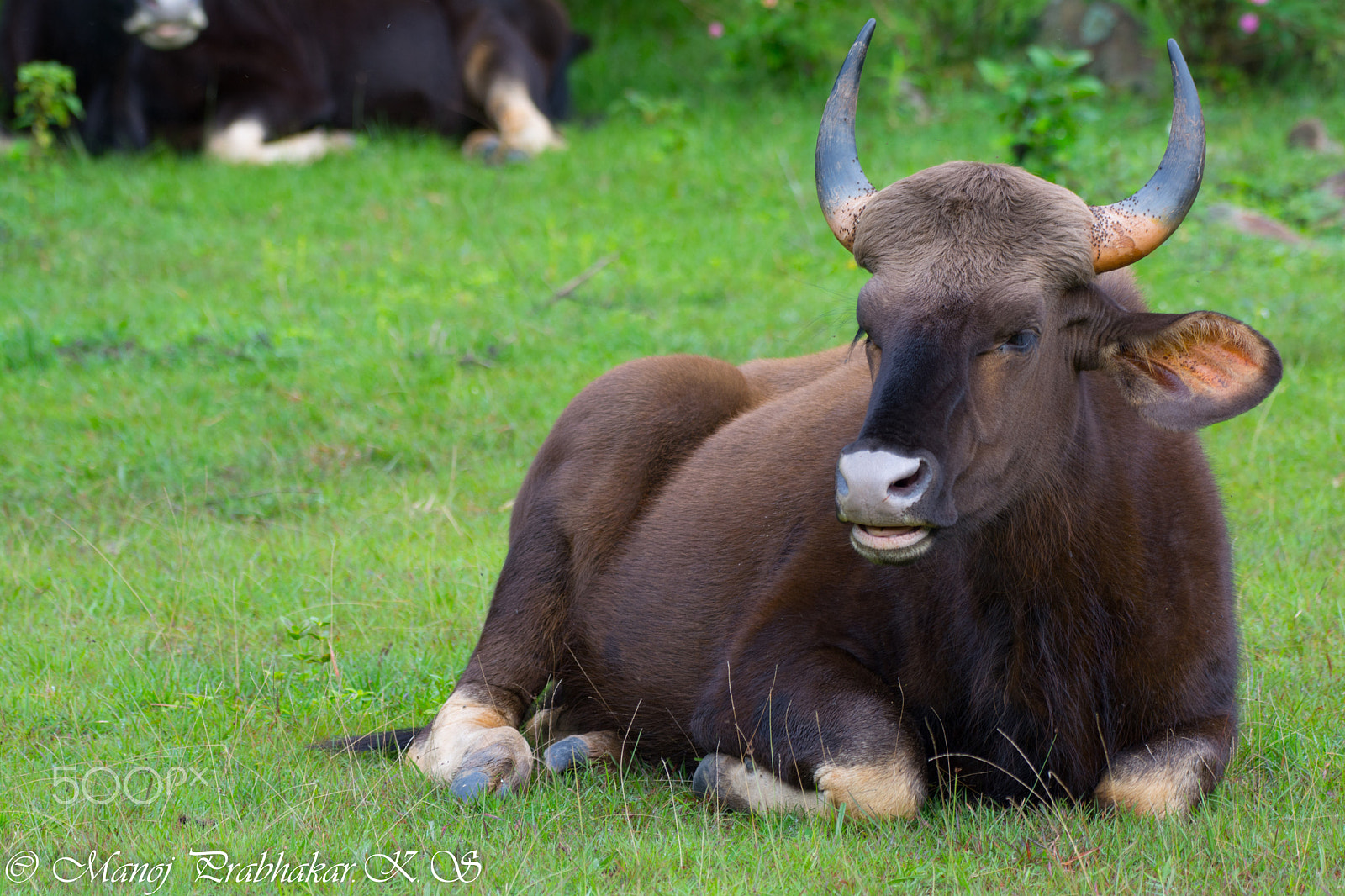 Nikon AF-S Nikkor 200-500mm F5.6E ED VR sample photo. Indian bison photography