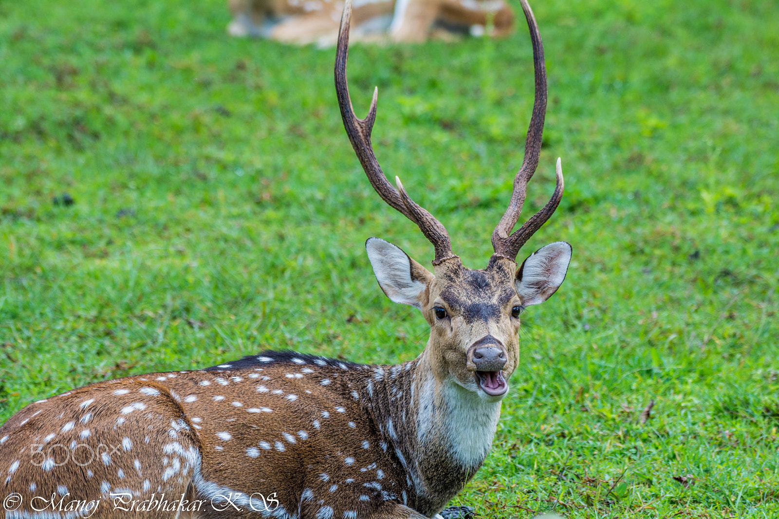 Nikon AF-S Nikkor 200-500mm F5.6E ED VR sample photo. Spotted deer photography