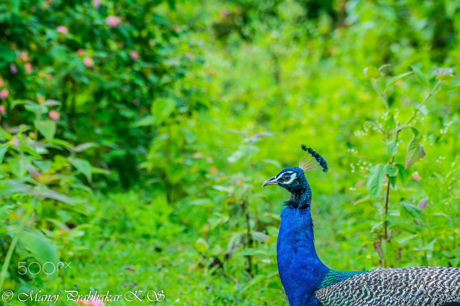 Nikon AF-S Nikkor 200-500mm F5.6E ED VR sample photo. Indian peacock photography