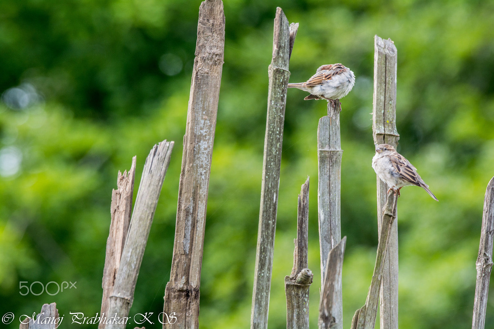 Nikon AF-S Nikkor 200-500mm F5.6E ED VR sample photo. Sparrow photography