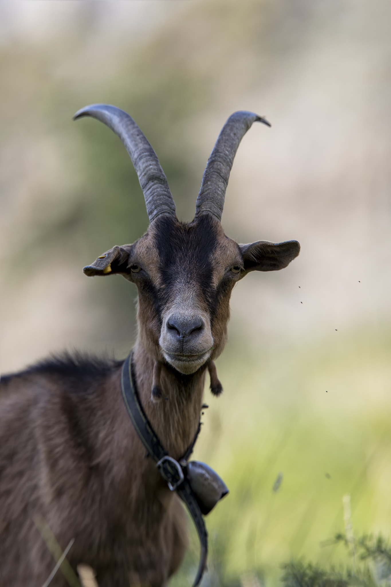 Canon EF 300mm F2.8L IS II USM sample photo. Am libellenteich photography