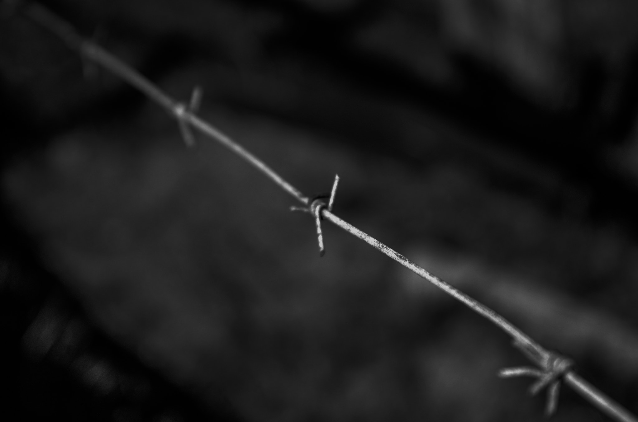 Nikon D5100 sample photo. Steel thorns photography