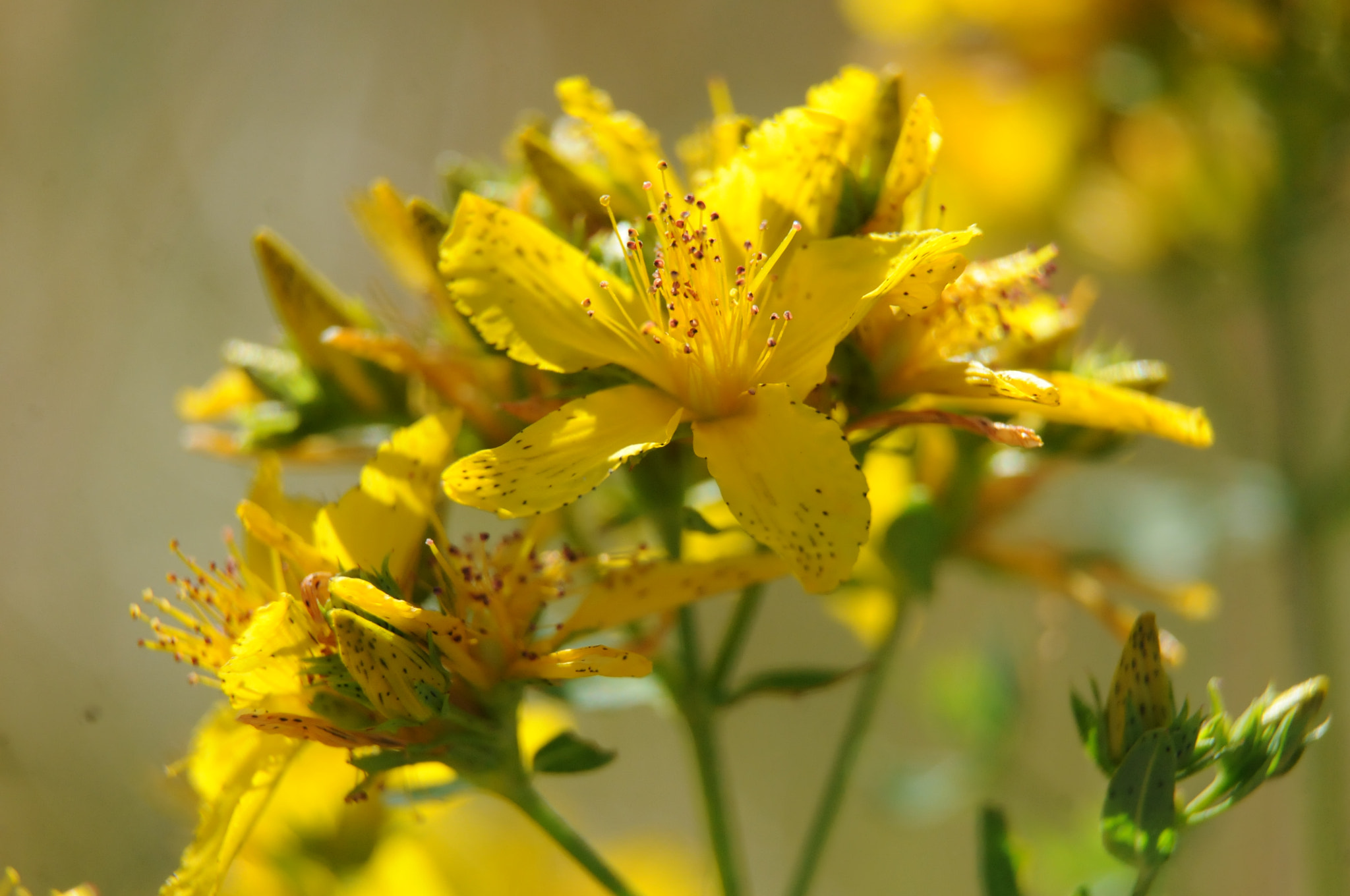 Nikon D300S sample photo. Hypericum perforatum photography