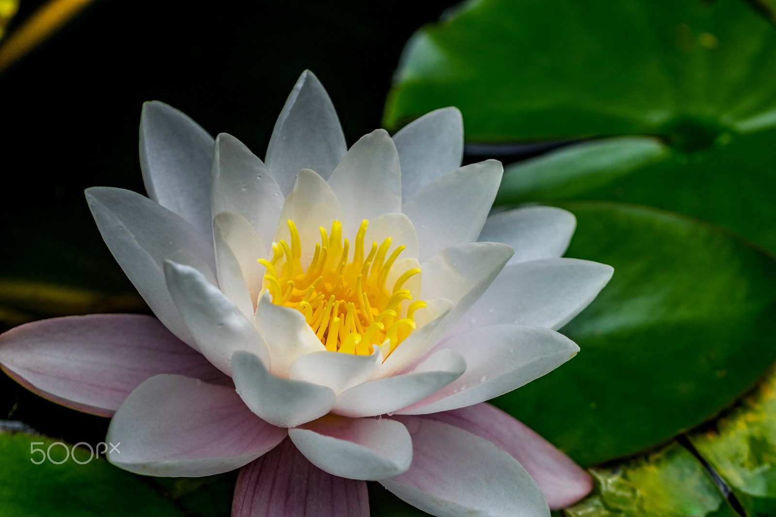 Nikon D5300 sample photo. Water lilly photography