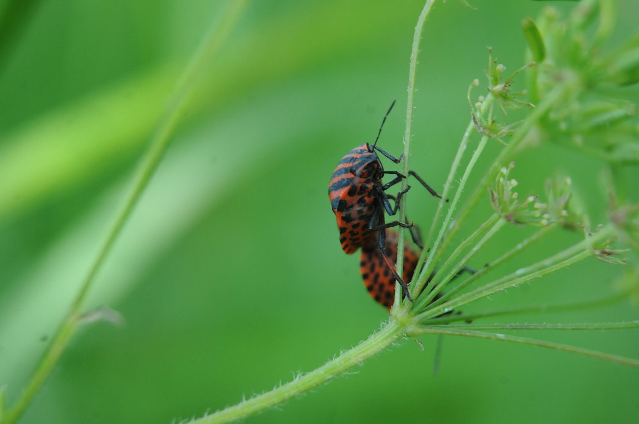 Nikon D300S sample photo. Graphosoma lineatum photography