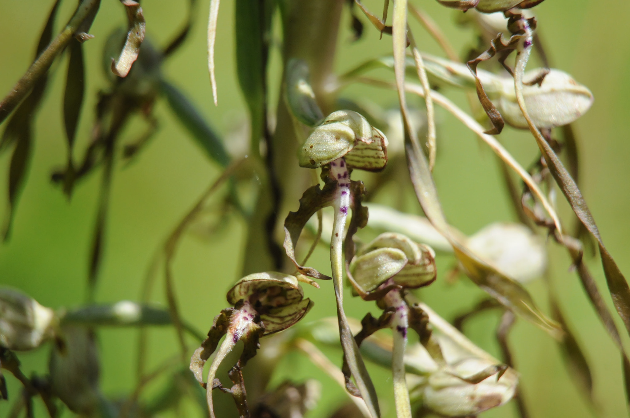 Nikon D300S sample photo. Himantoglossum hircinum photography