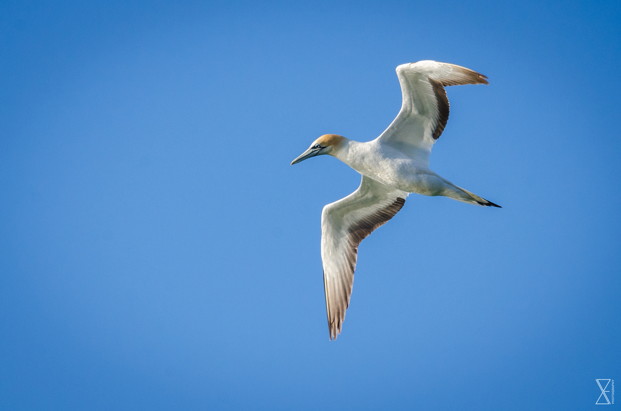 Sigma 120-400mm F4.5-5.6 DG OS HSM sample photo. Flying gannet photography