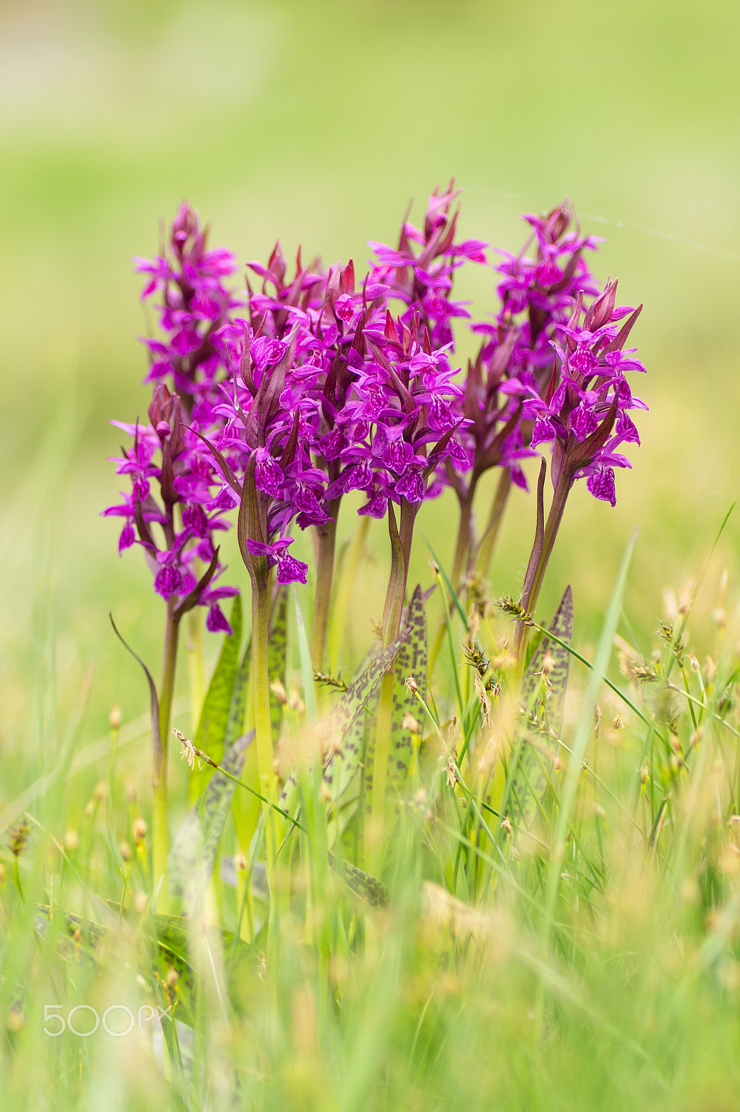 Sony SLT-A57 + Tamron SP AF 90mm F2.8 Di Macro sample photo. Purple orchid photography