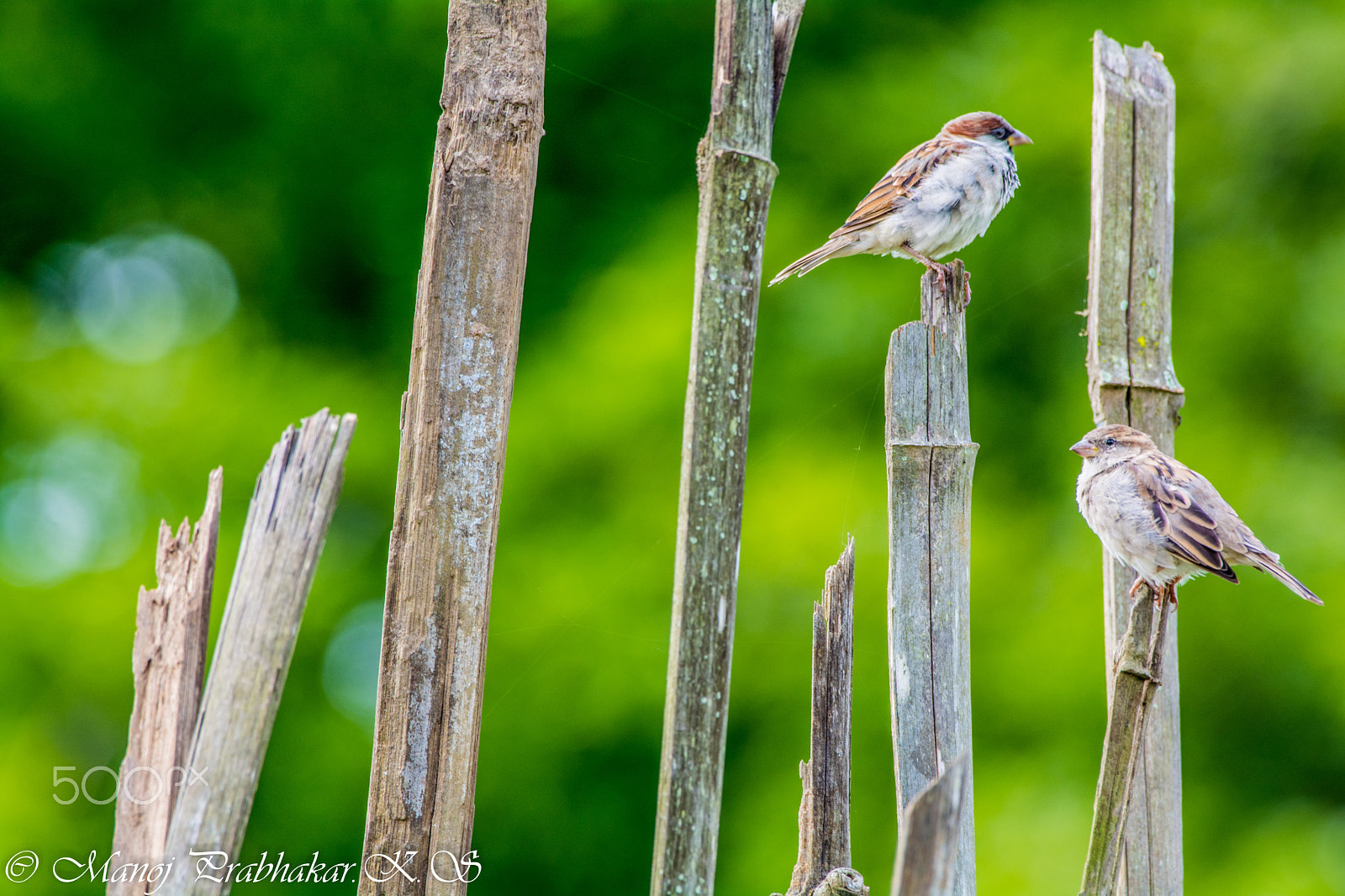 Nikon AF-S Nikkor 200-500mm F5.6E ED VR sample photo. Home sparrow photography