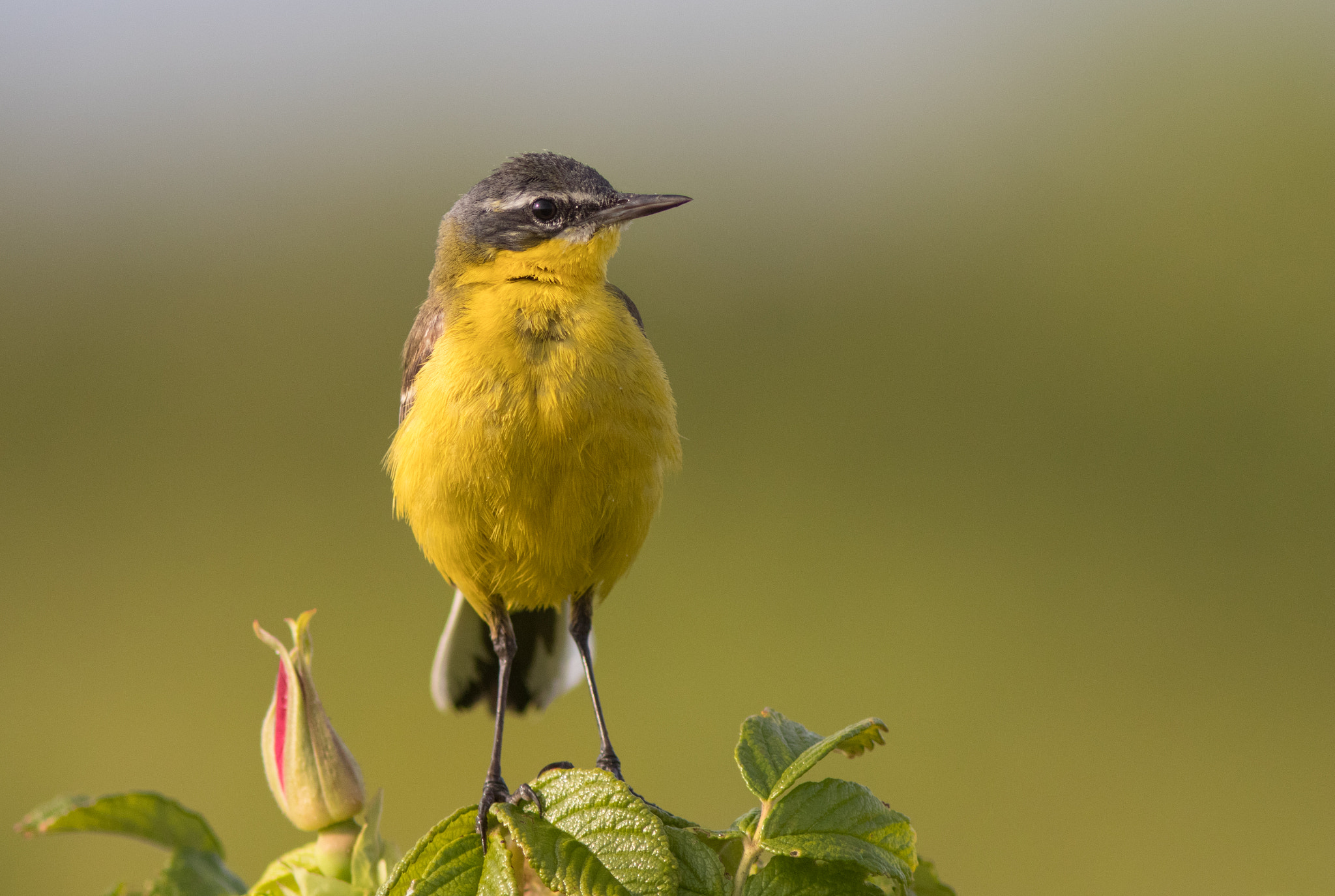 Canon EOS 80D + Canon EF 300mm F4L IS USM sample photo. Gul vipstjert  - yellow wagtail photography