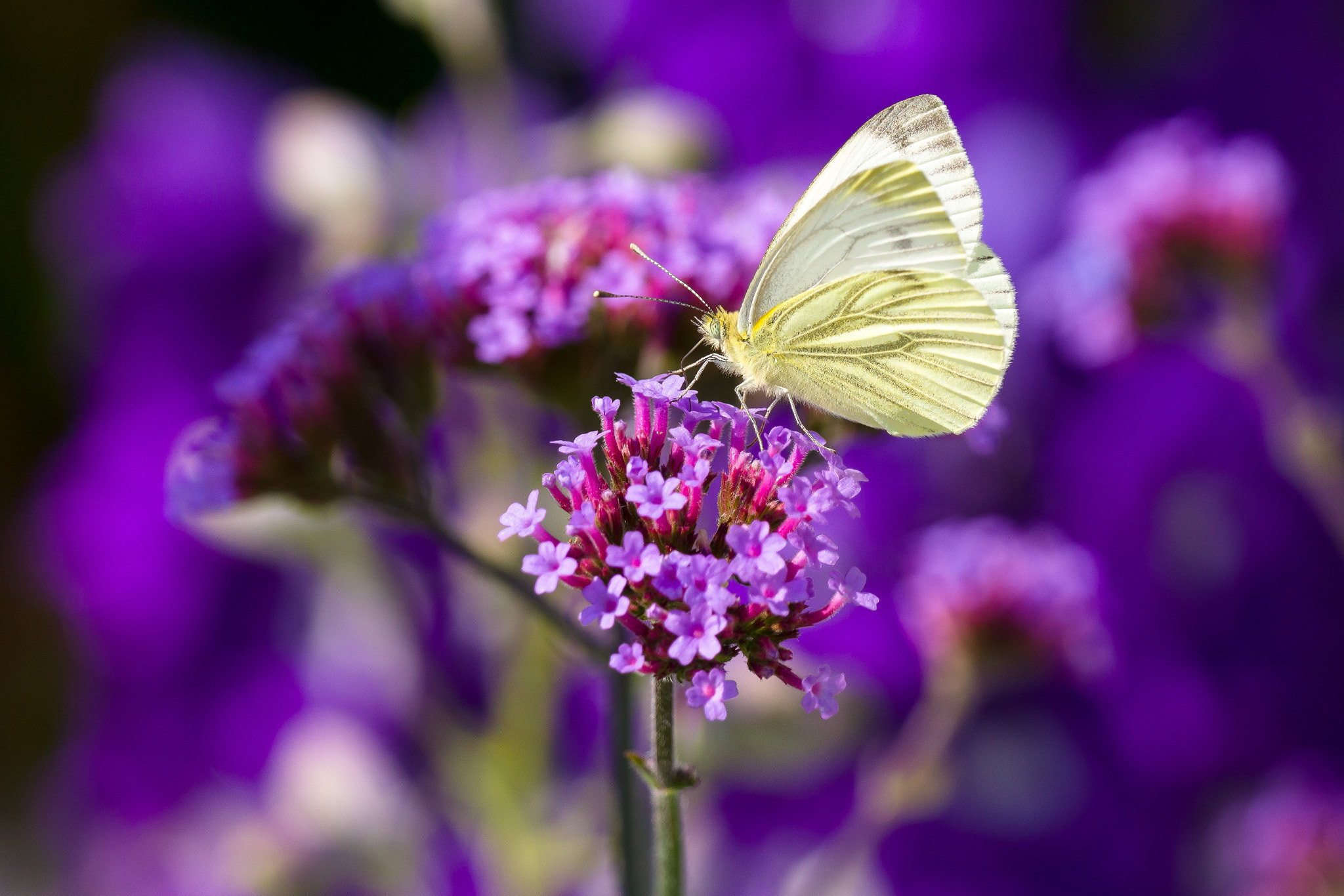 Sony 70-300mm F4.5-5.6 G SSM sample photo. Cabbage white on purple flower photography