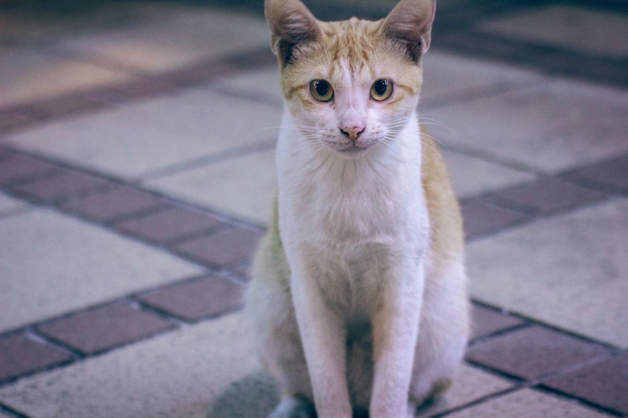 Tamron SP 35mm F1.8 Di VC USD sample photo. Cat.jpg photography