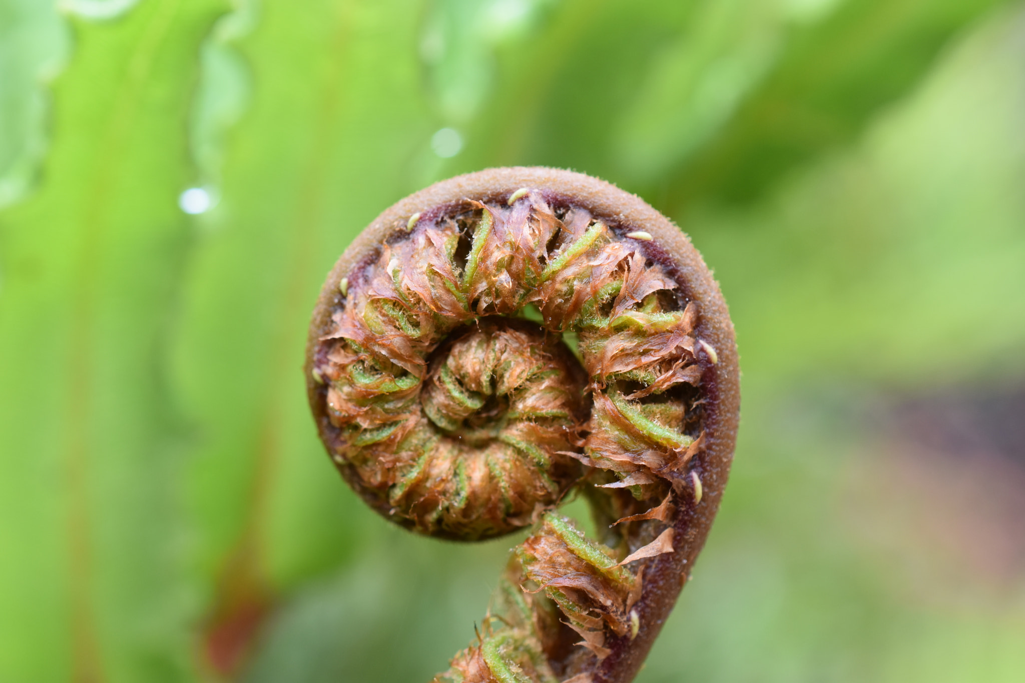 Nikon AF-S DX Micro Nikkor 40mm F2.8 sample photo. Fern unfurling photography