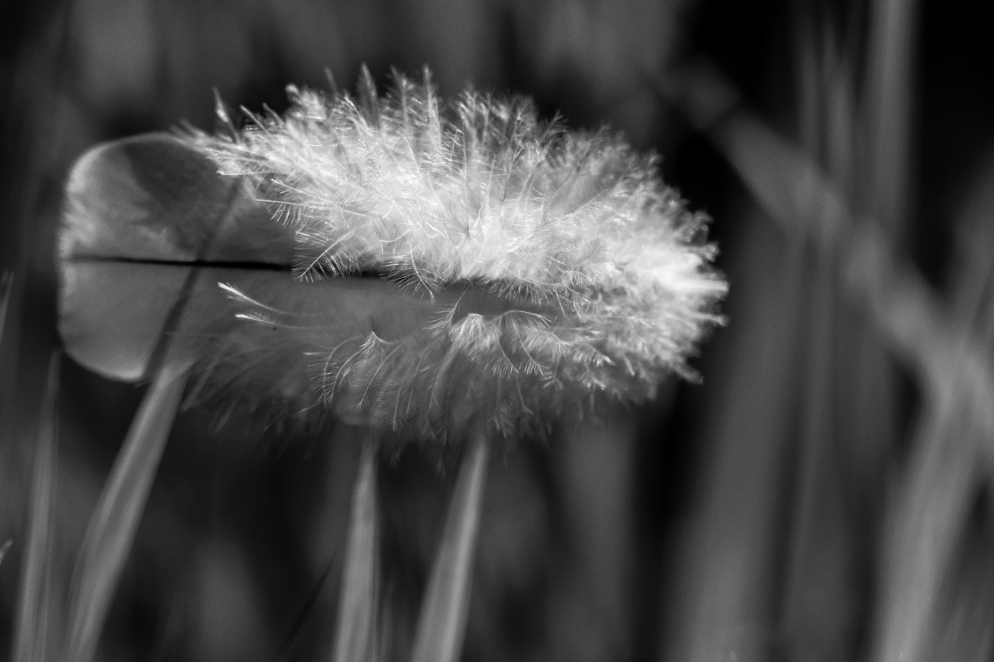 Nikon D3300 + Nikon AF-S Micro-Nikkor 105mm F2.8G IF-ED VR sample photo. Feather in grass photography