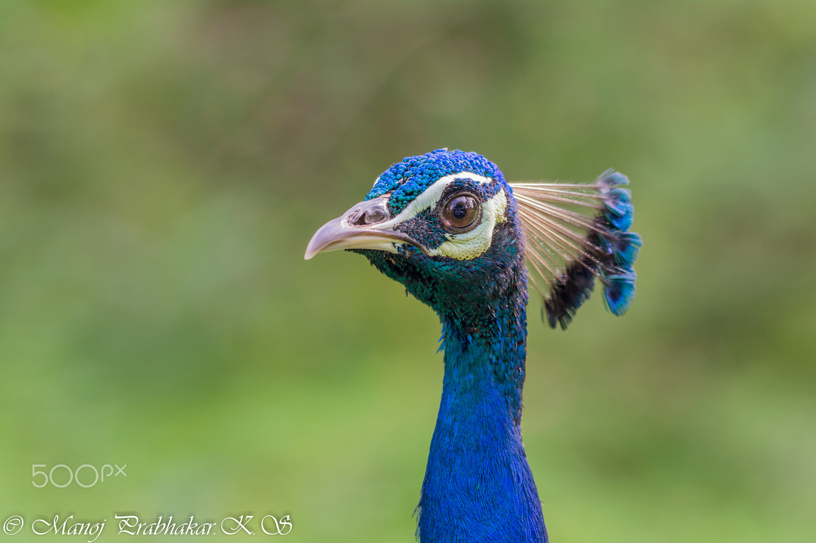 Nikon AF-S Nikkor 200-500mm F5.6E ED VR sample photo. Indian peacock photography