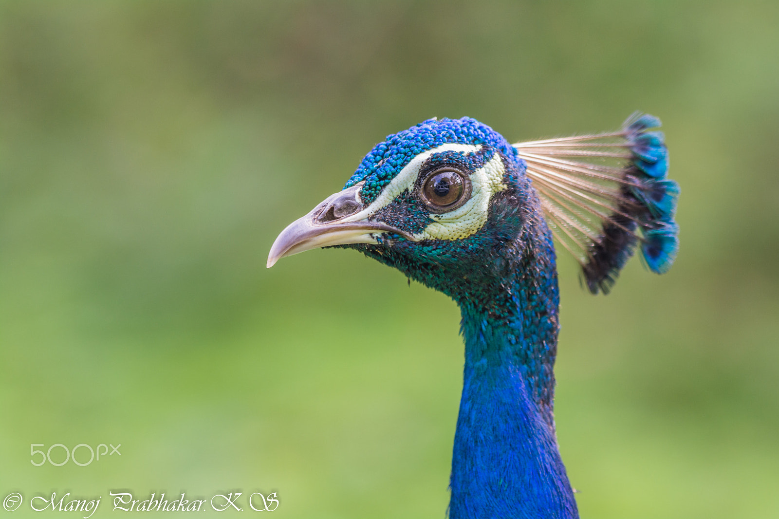 Nikon AF-S Nikkor 200-500mm F5.6E ED VR sample photo. Indian peacock photography