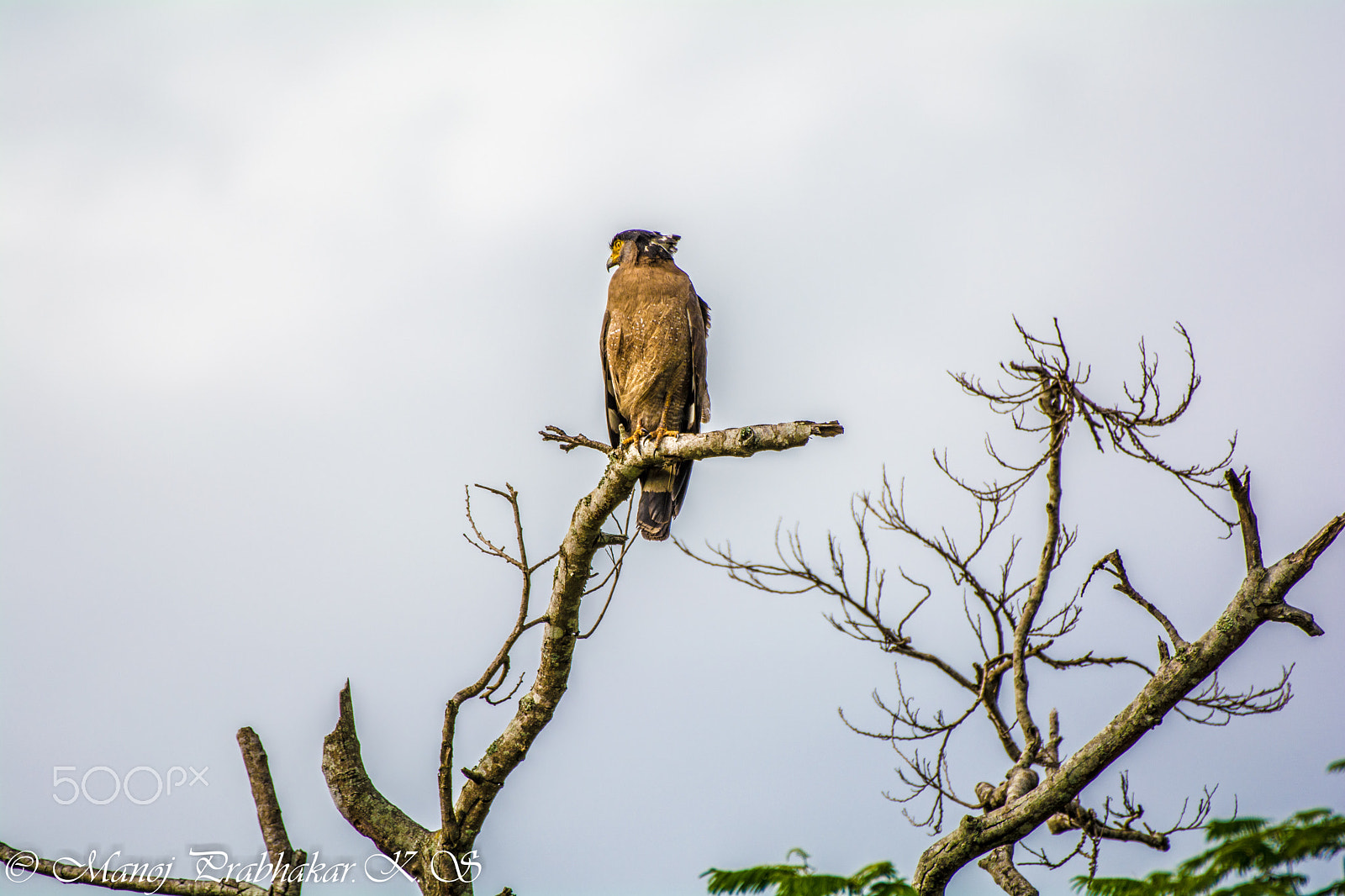 Nikon AF-S Nikkor 200-500mm F5.6E ED VR sample photo. Indian serpent eagle photography