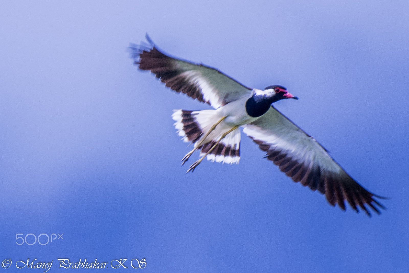 Nikon AF-S Nikkor 200-500mm F5.6E ED VR sample photo. Dsc_0154-2.jpg photography