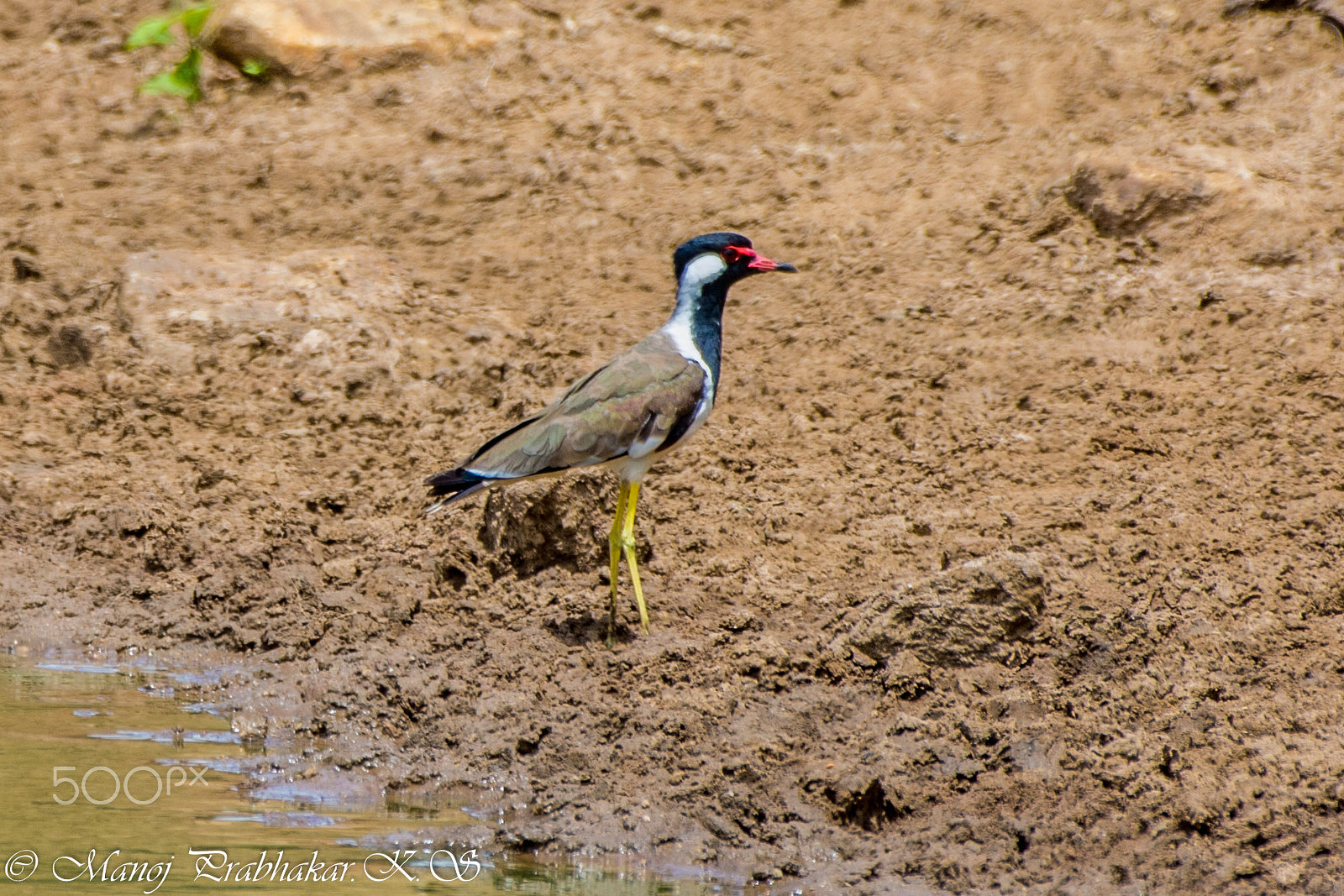 Nikon AF-S Nikkor 200-500mm F5.6E ED VR sample photo. Dsc_0218.jpg photography