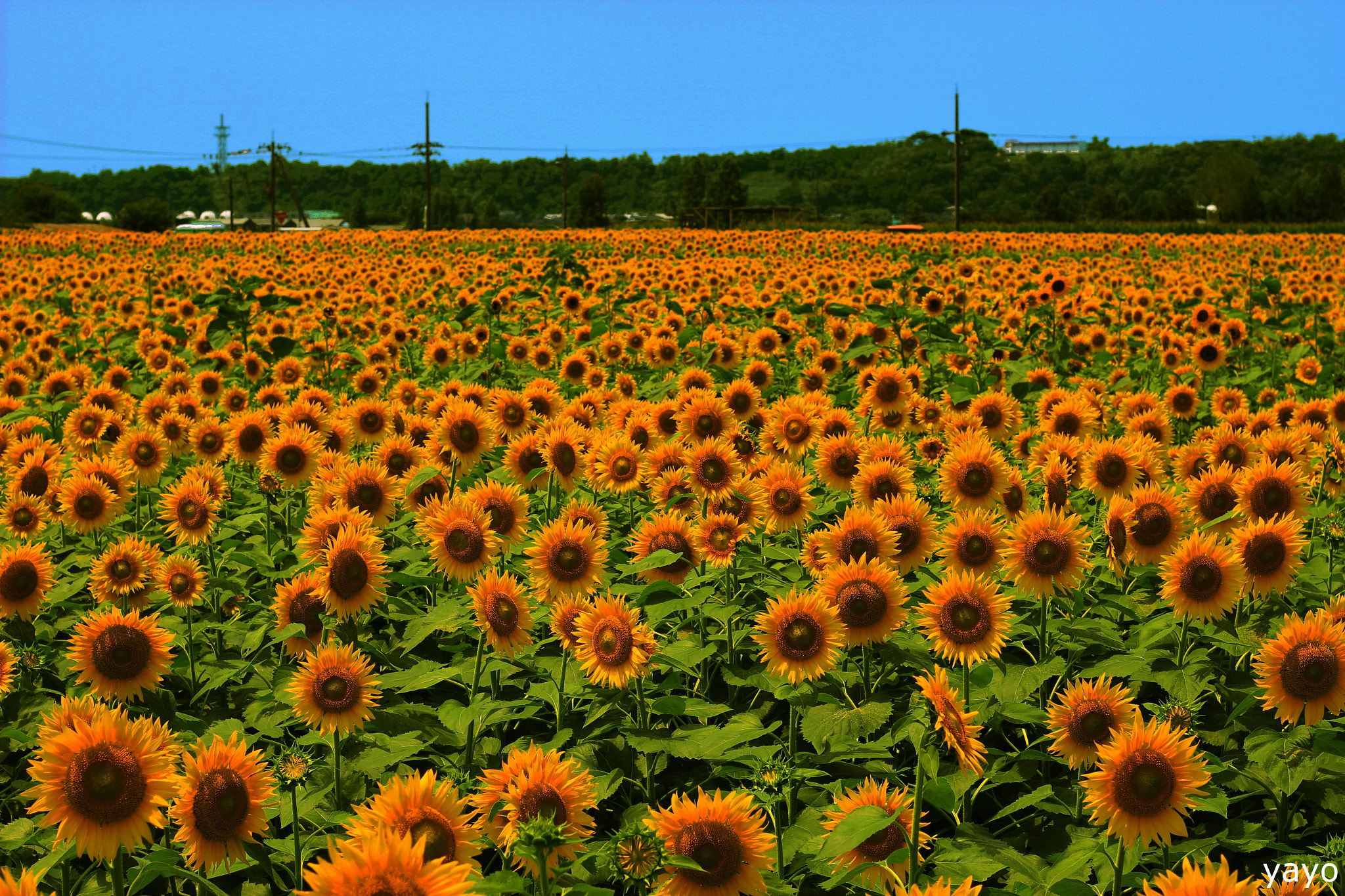 Canon EOS 100D (EOS Rebel SL1 / EOS Kiss X7) sample photo. ひまわり。 photography