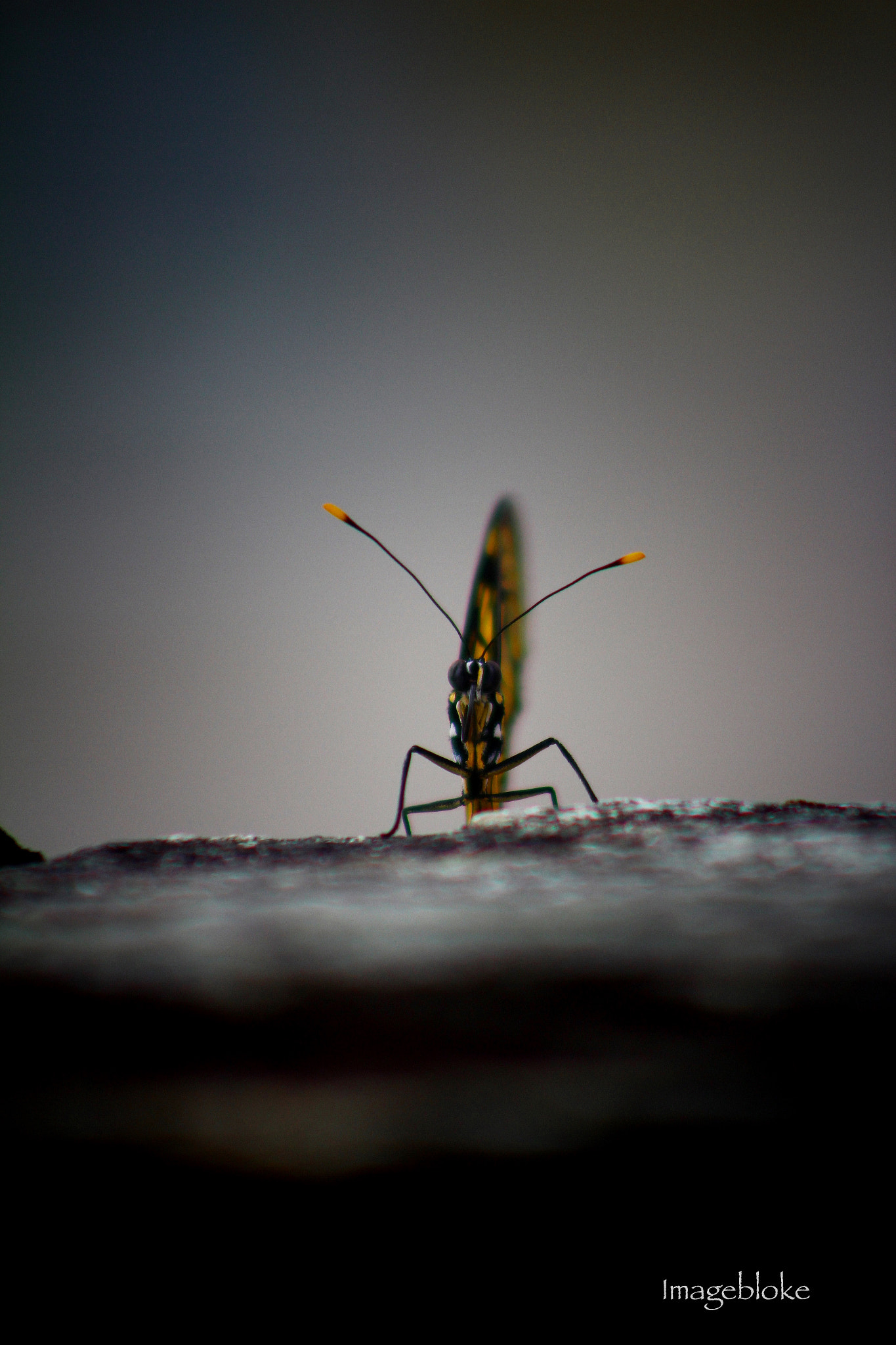 Canon EF75-300mm f/4-5.6 sample photo