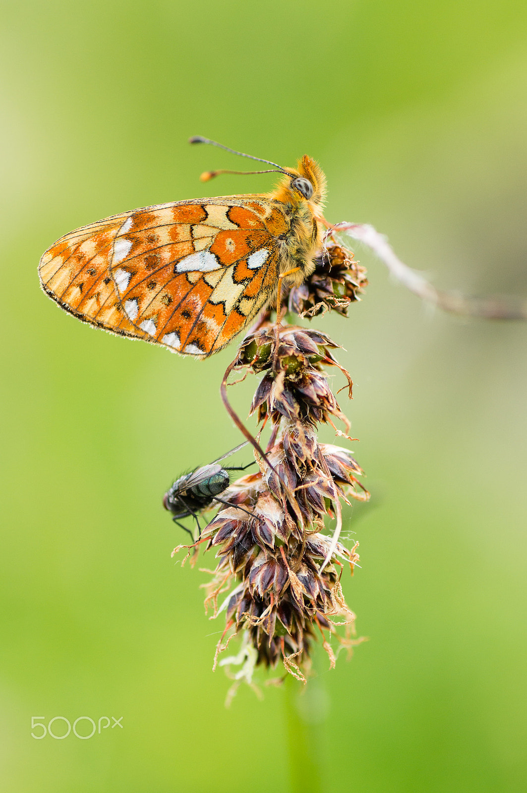 Sony SLT-A57 + Tamron SP AF 90mm F2.8 Di Macro sample photo. Pearl-bordered fritillary photography