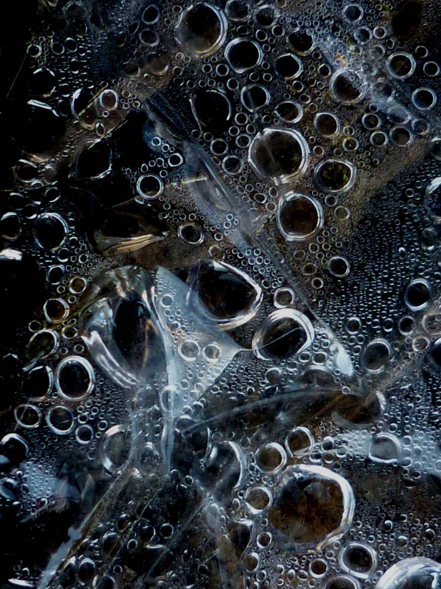 Panasonic DMC-FS62 sample photo. Captives photography