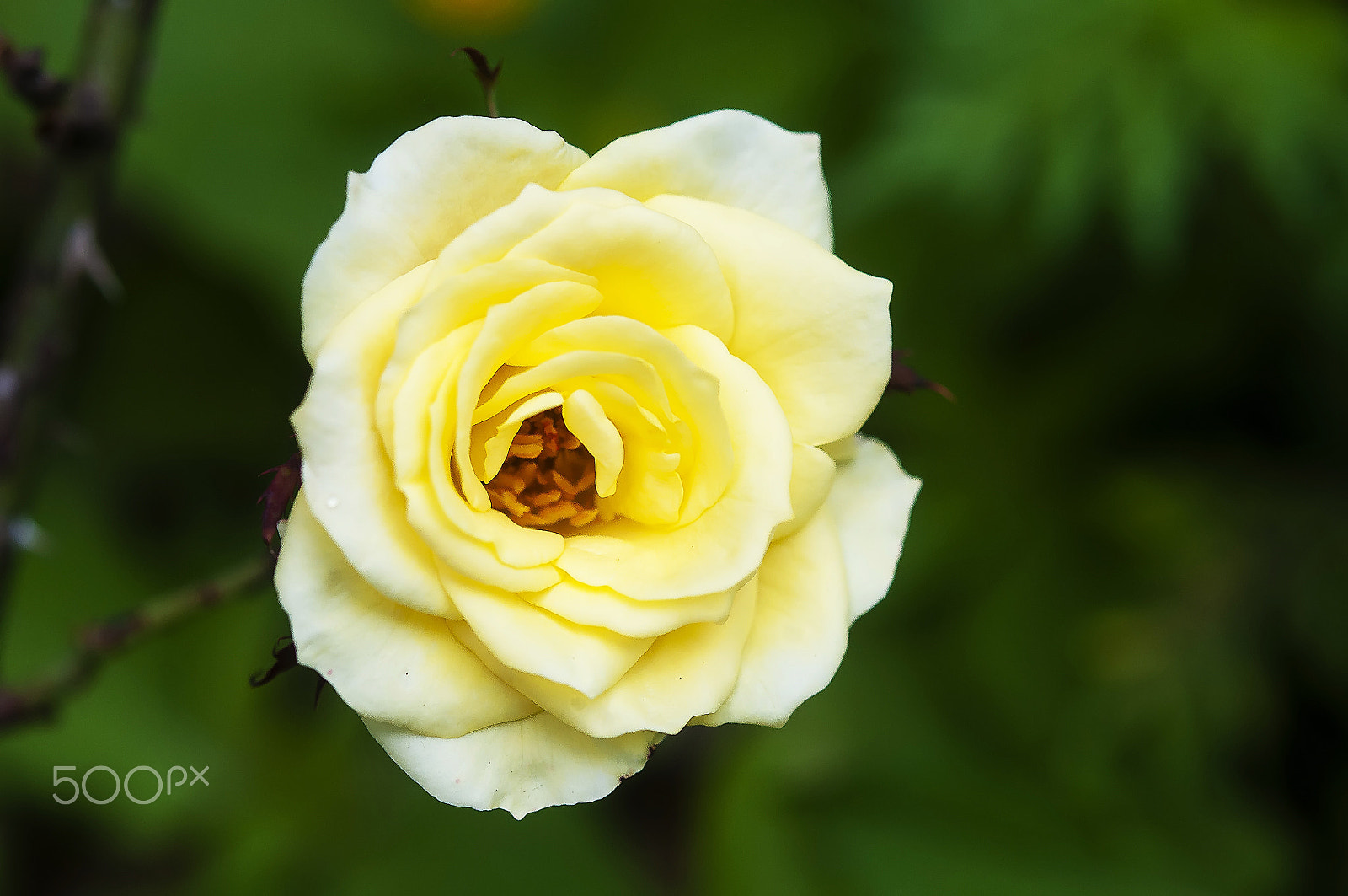 Nikon AF-S Micro-Nikkor 60mm F2.8G ED sample photo. Flower photography