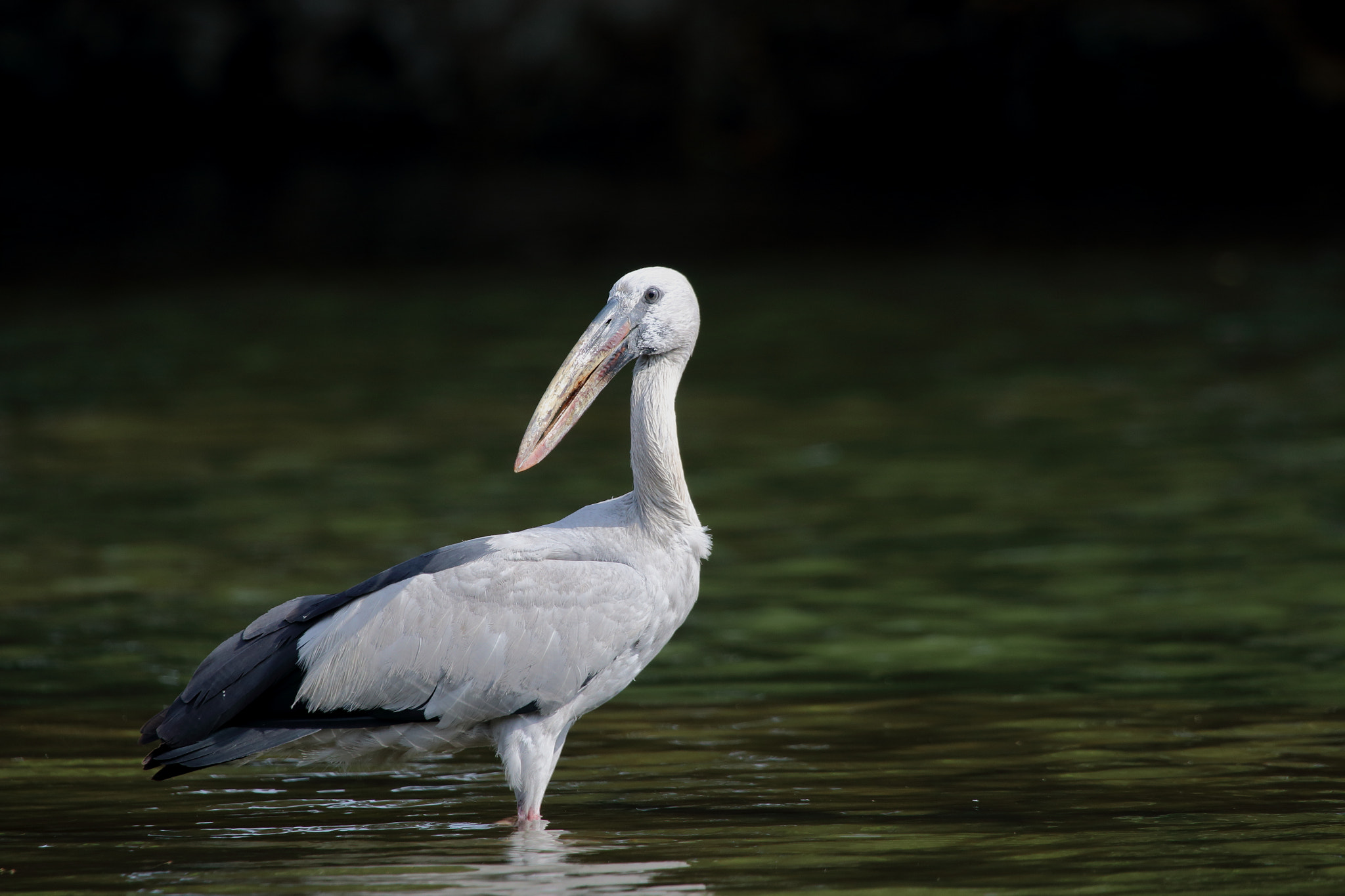 Canon EF 100-400mm F4.5-5.6L IS USM sample photo. ....oooo my my.... photography