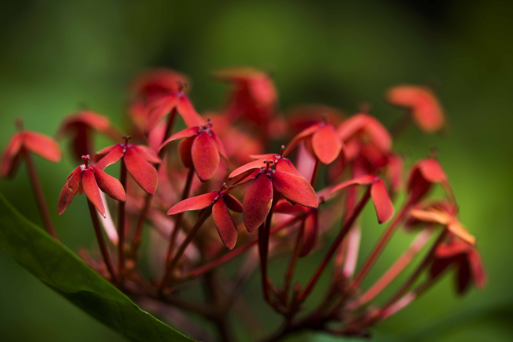 Canon EF 100mm F2.8 Macro USM sample photo. Analogous colours. photography
