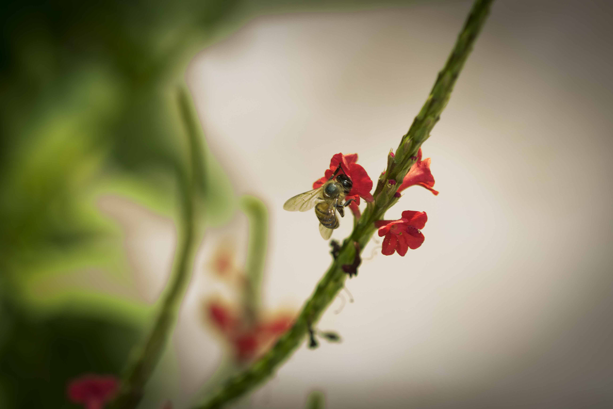 Canon EF 100mm F2.8 Macro USM sample photo. Bee photography