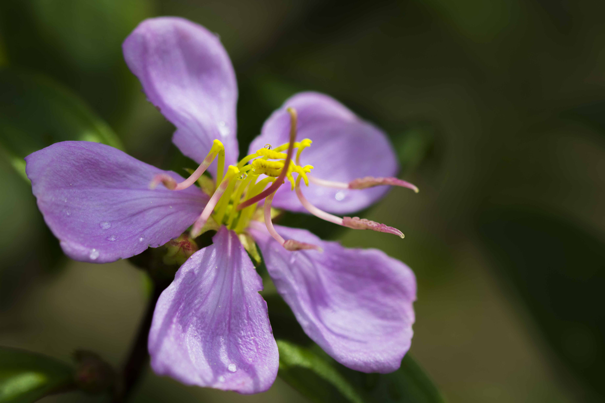 Canon EF 100mm F2.8 Macro USM sample photo. Some purple flower photography