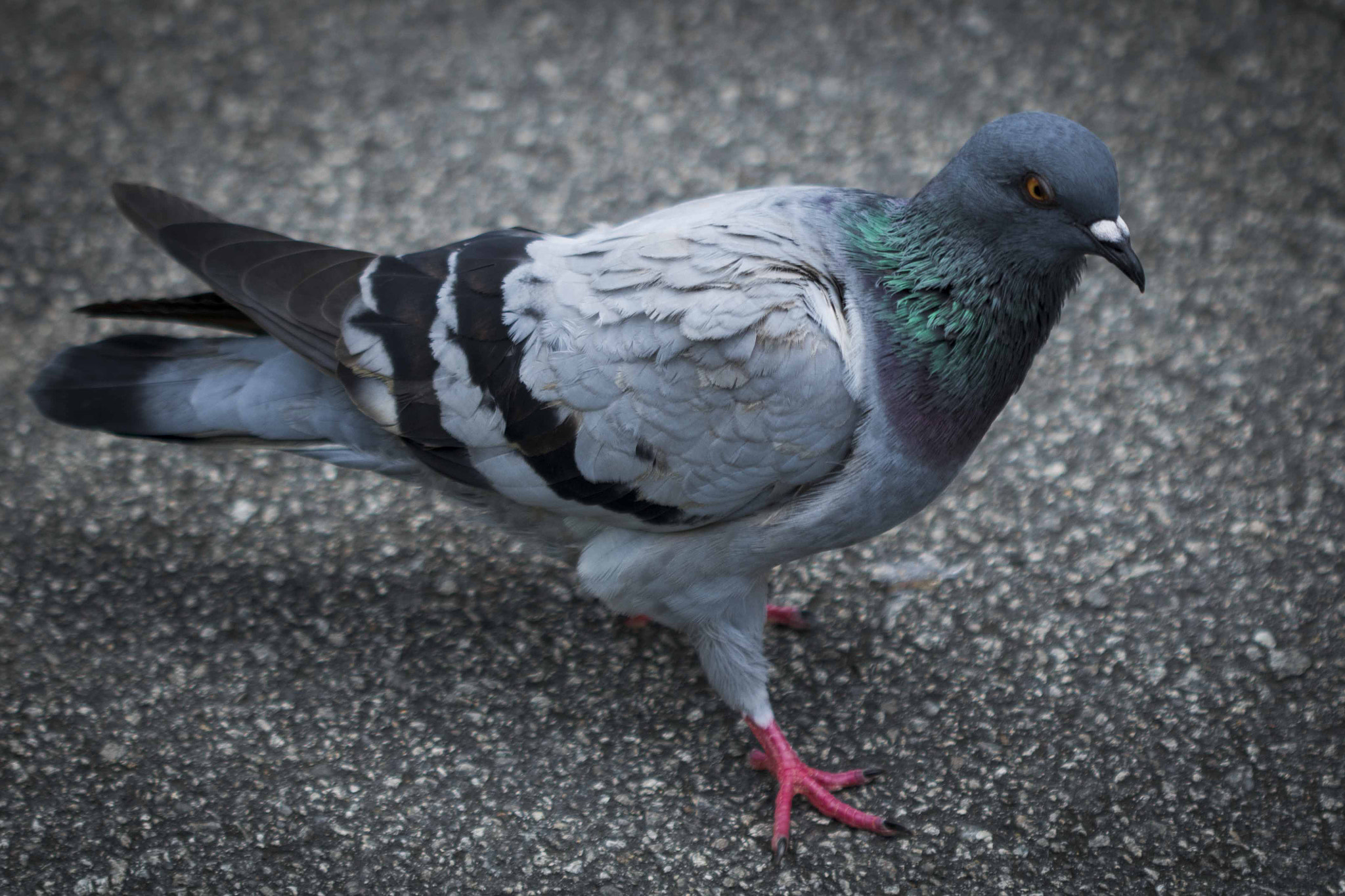 Canon EF 100mm F2.8 Macro USM sample photo. Street pigeon photography