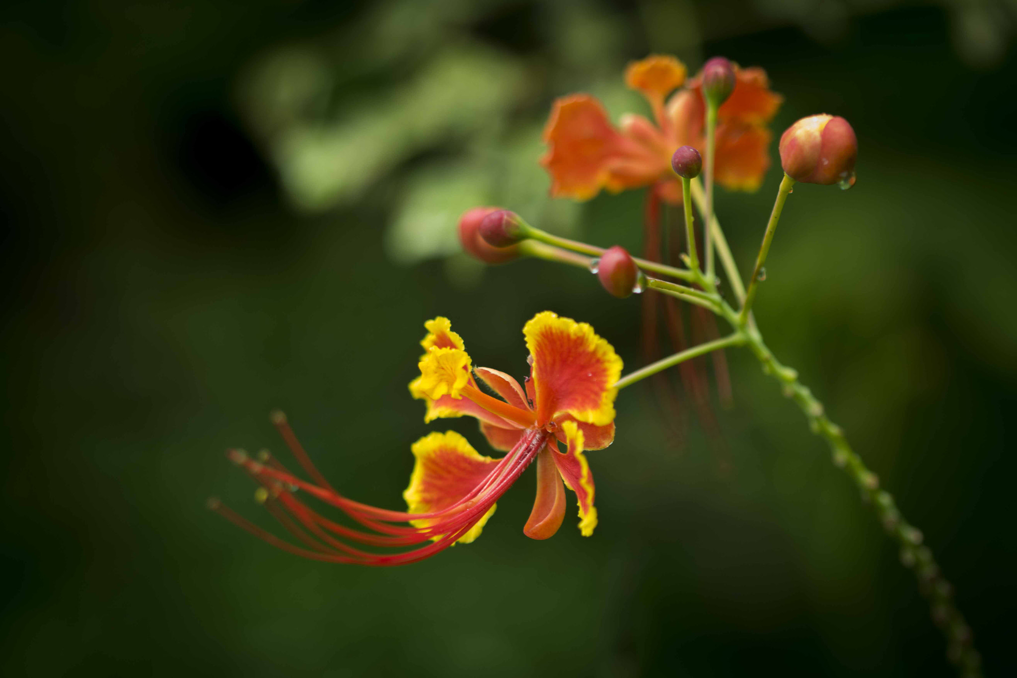 Canon EF 100mm F2.8 Macro USM sample photo. Hibiscus photography