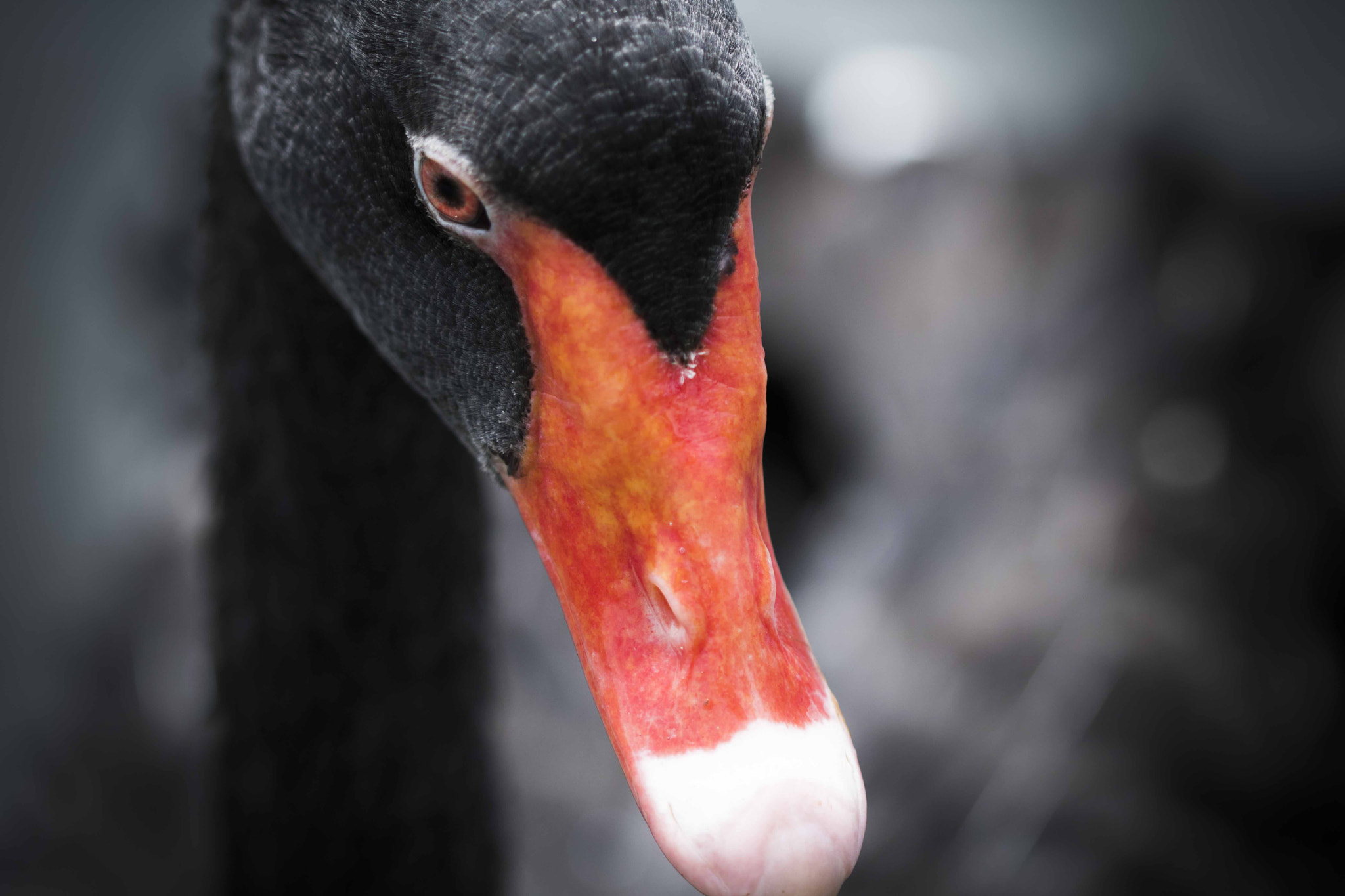 Canon EF 100mm F2.8 Macro USM sample photo. Black swan photography
