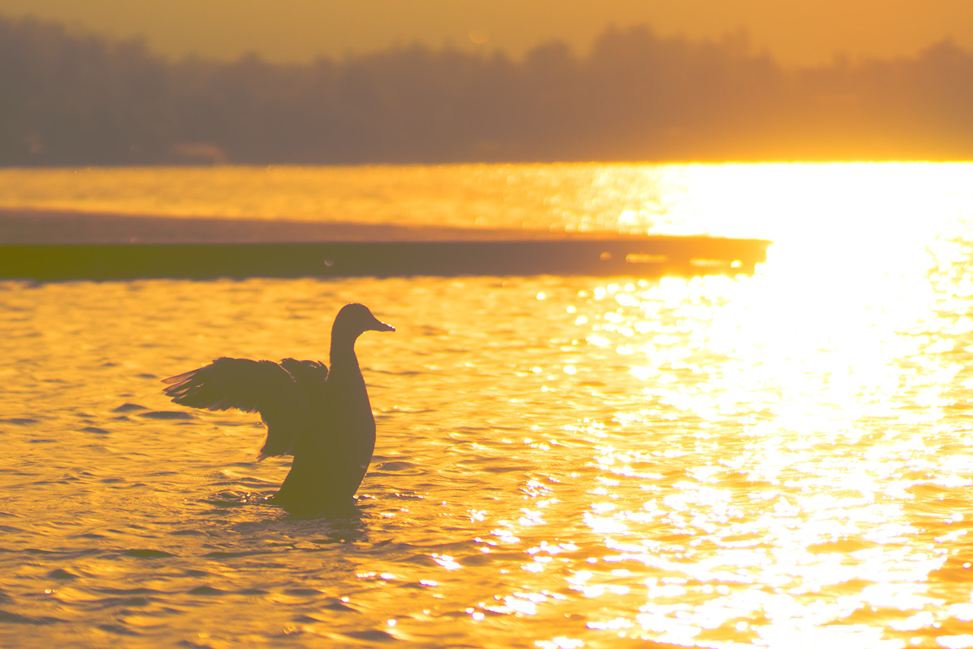 Sony SLT-A77 + Minolta AF 100mm F2.8 Macro [New] sample photo. Awakened bird photography