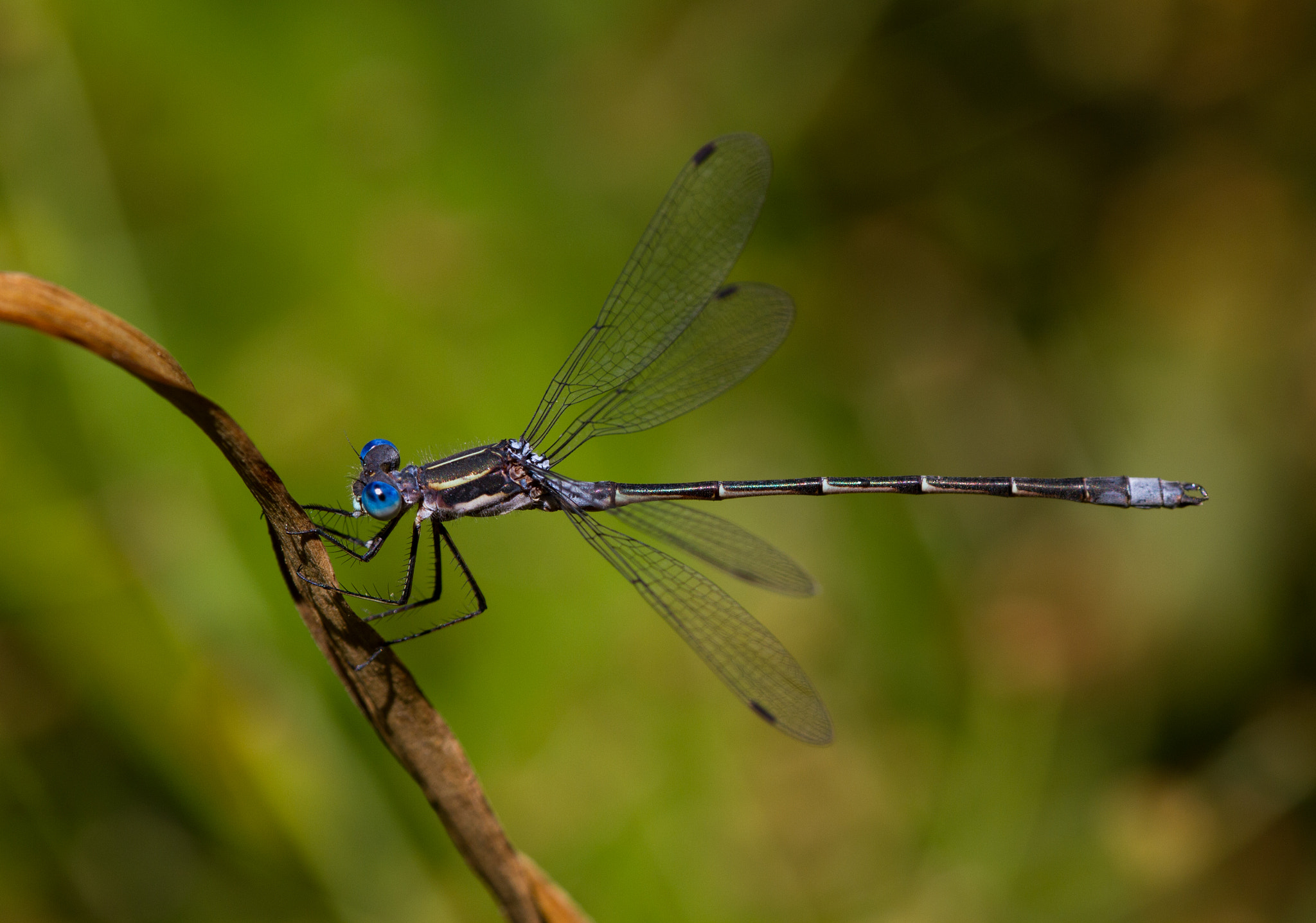 Canon EF 180mm F3.5L Macro USM sample photo. Ole blue eyes photography