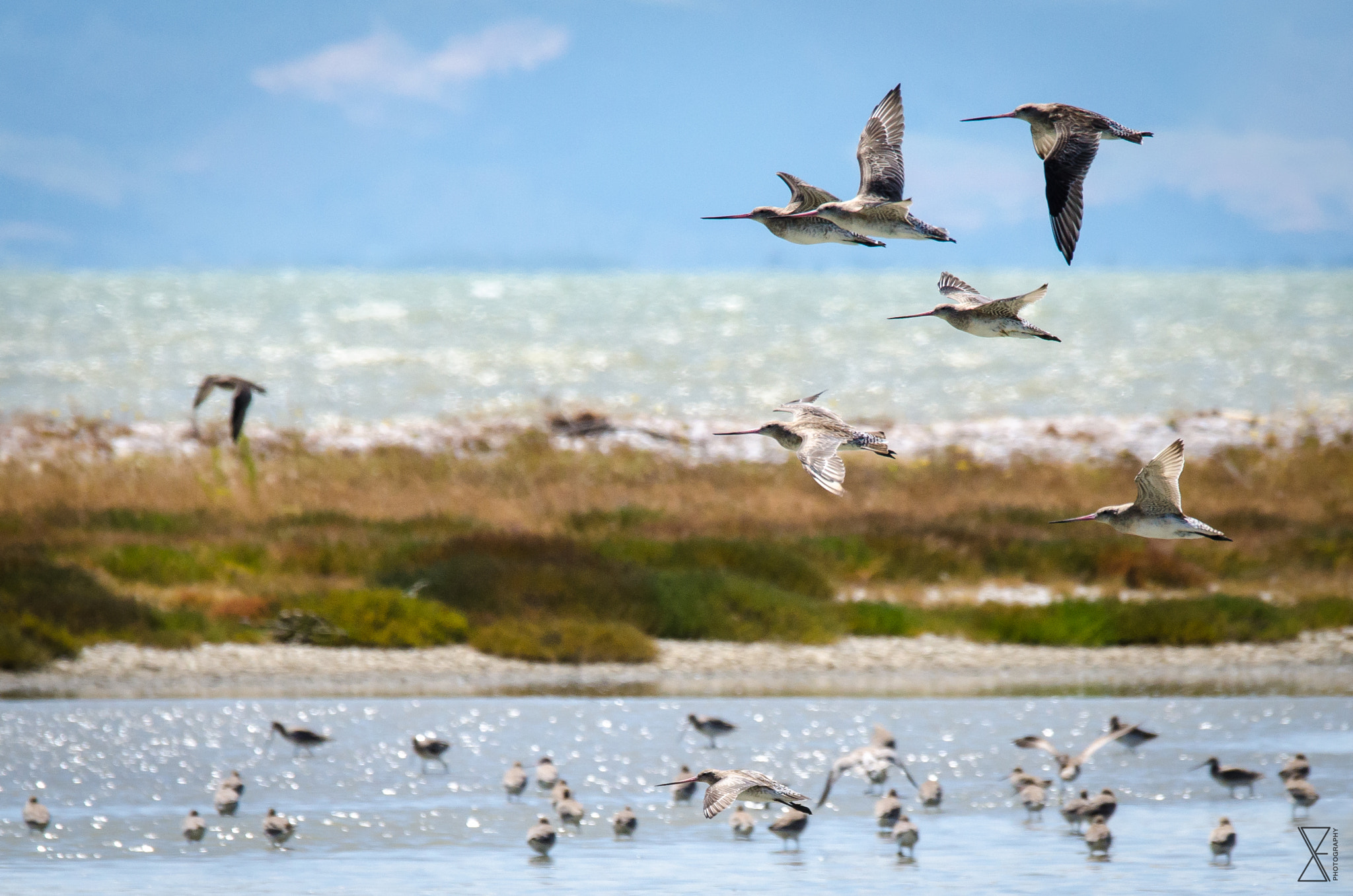 Sigma 120-400mm F4.5-5.6 DG OS HSM sample photo. Attack formation photography