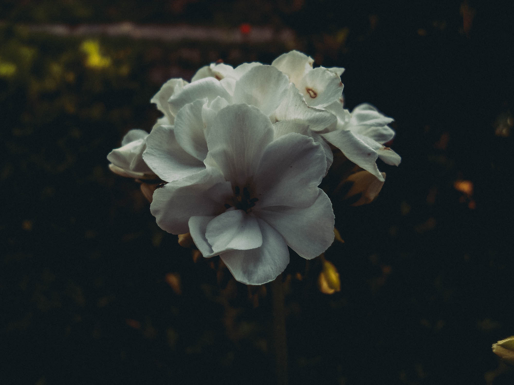 Samsung ES20/ VLUU ES20/  SL35 sample photo. [retake] photography