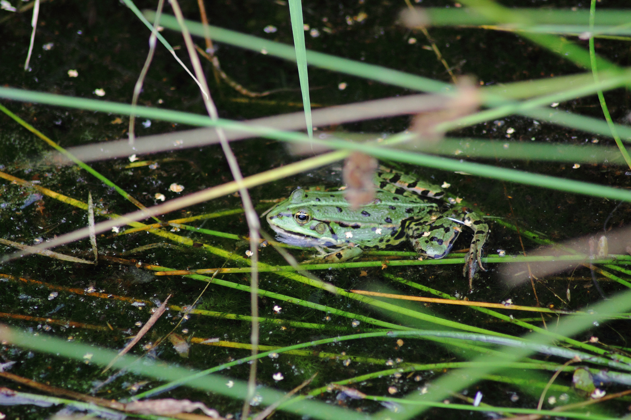 Canon EOS 60D + Tamron AF 70-300mm F4-5.6 Di LD Macro sample photo. Wasserfrosch photography