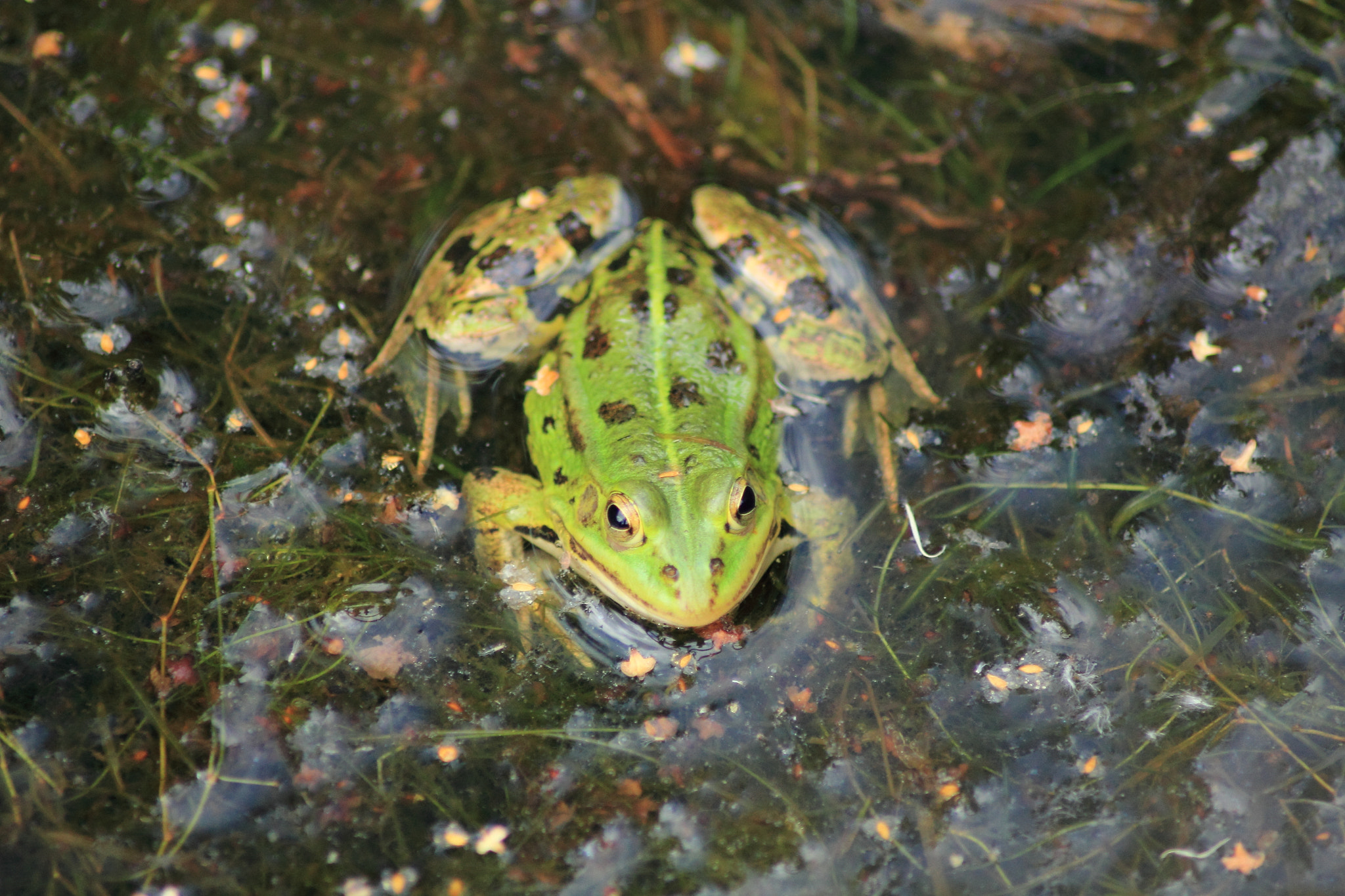 Canon EOS 60D + Tamron AF 70-300mm F4-5.6 Di LD Macro sample photo. Wasserfrosch photography