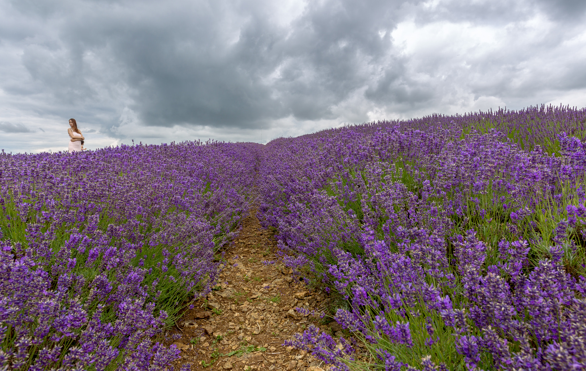 Canon EOS-1D Mark IV sample photo. Lavender farm photography