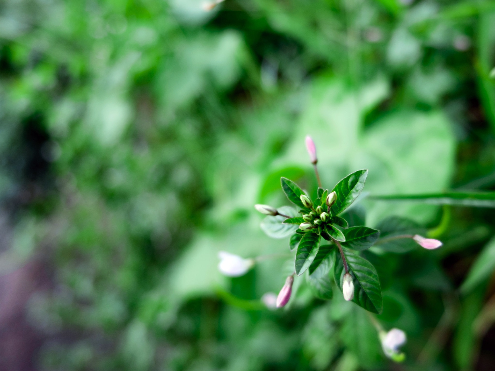Fujifilm XC 16-50mm F3.5-5.6 OIS II sample photo. Tiny flowers photography