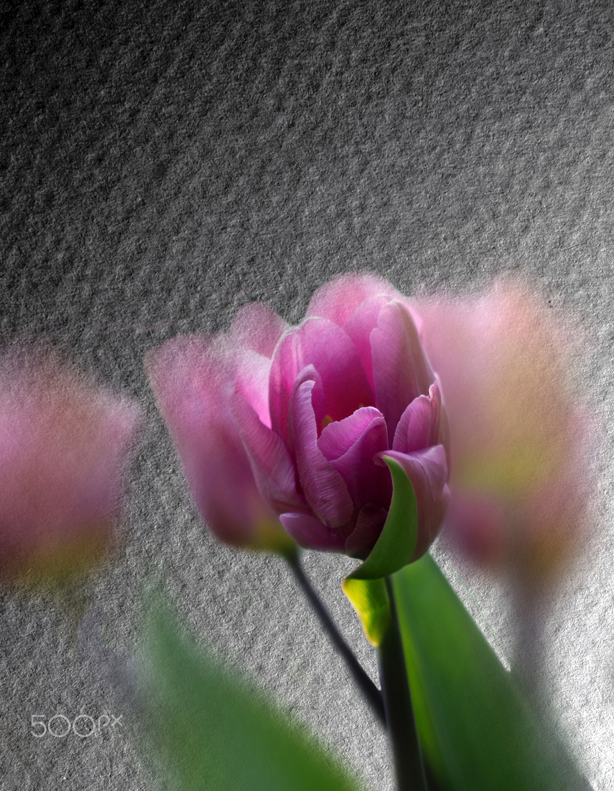 Sony SLT-A55 (SLT-A55V) sample photo. Trembling photography