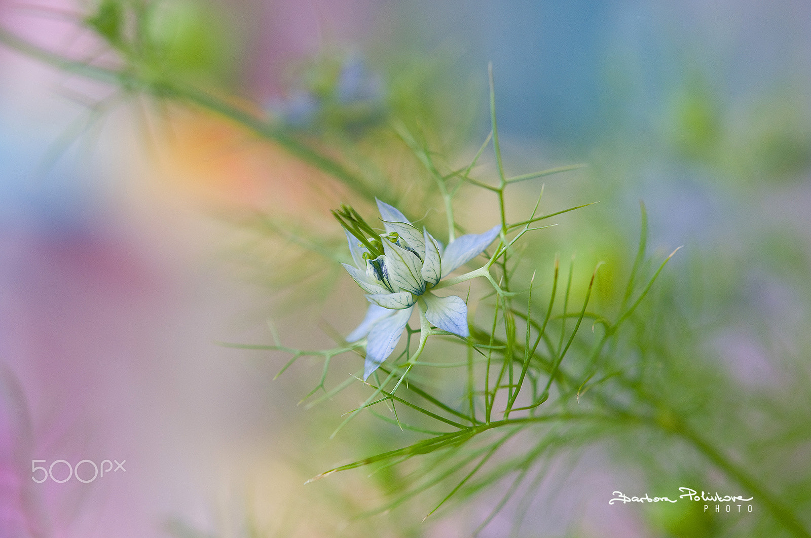 Nikon AF-S Micro-Nikkor 60mm F2.8G ED sample photo. Life is beautiful photography