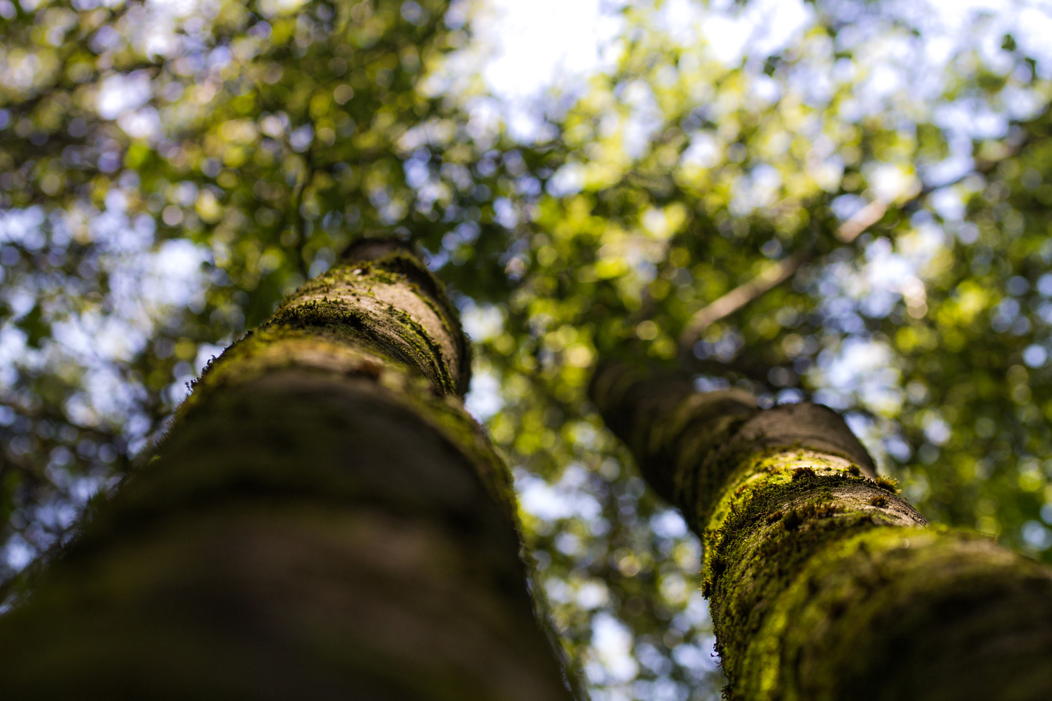 Sigma 105mm F2.8 EX DG OS HSM sample photo. Trees photography