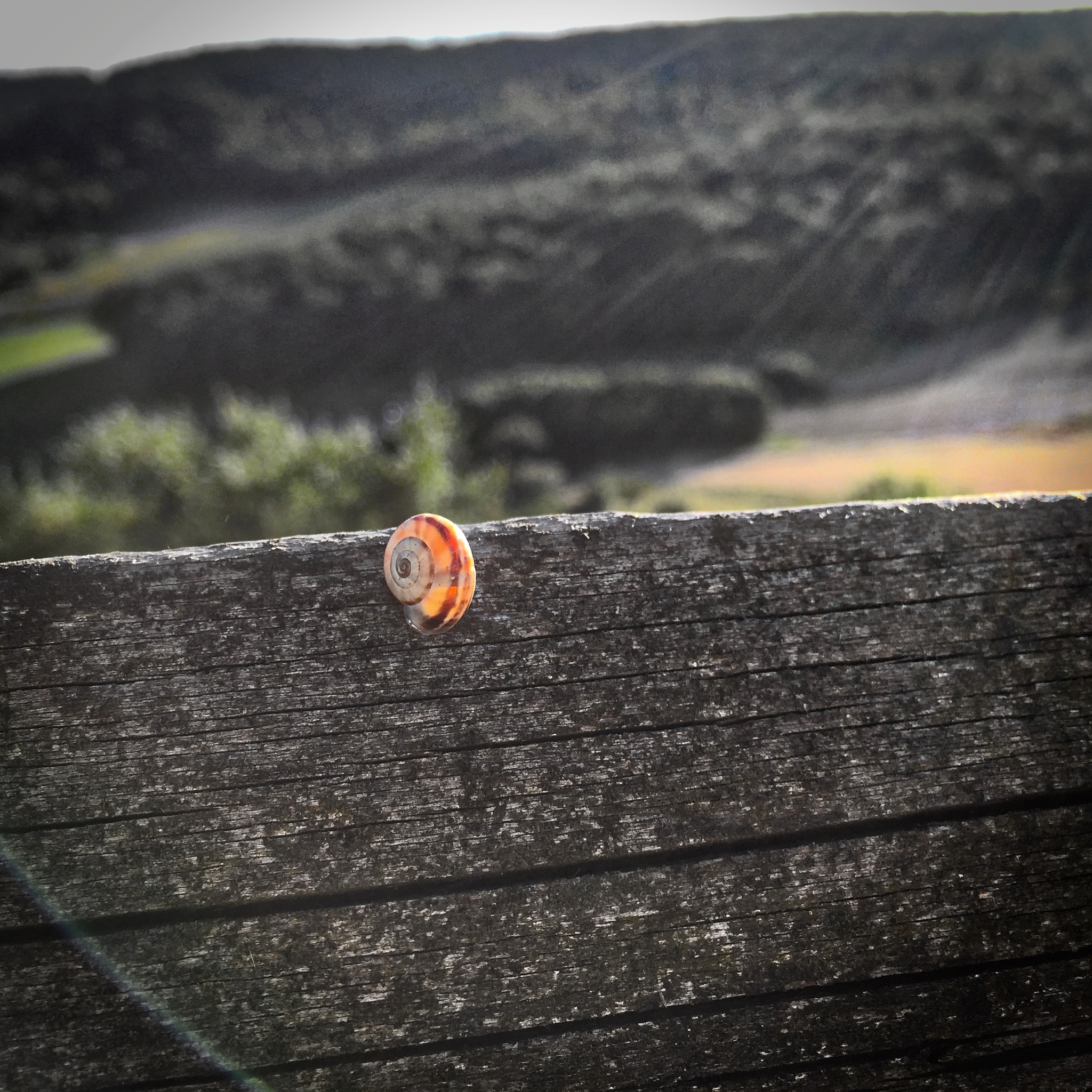 Apple iPhone7,1 sample photo. Snail photography