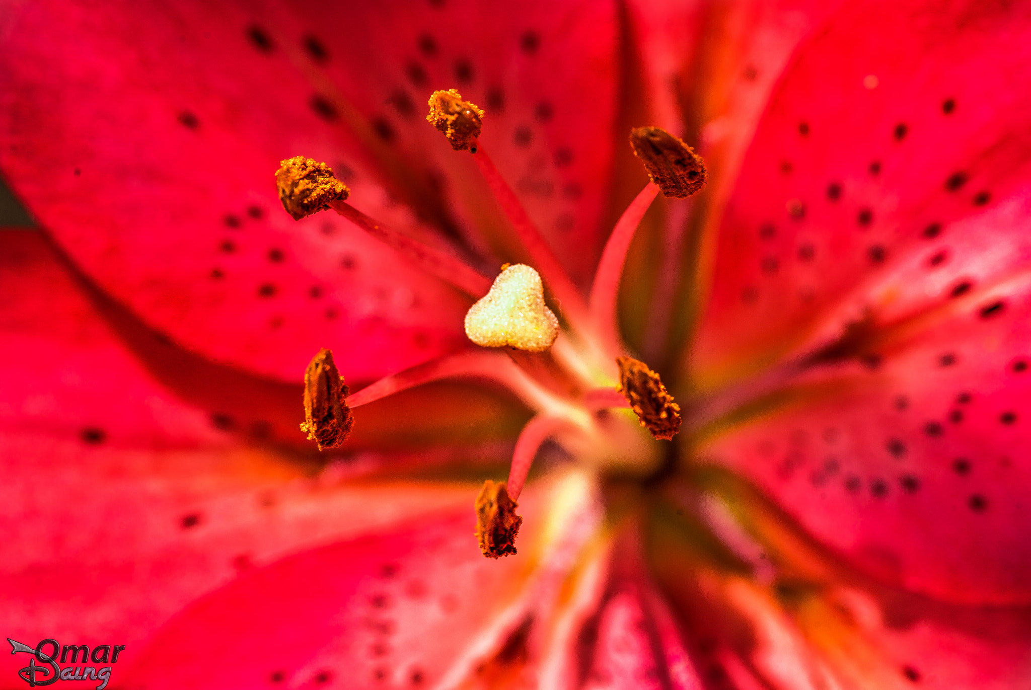 Pentax K10D + Sigma sample photo. Lilium - lily - zambak (hybrit) - 2 photography